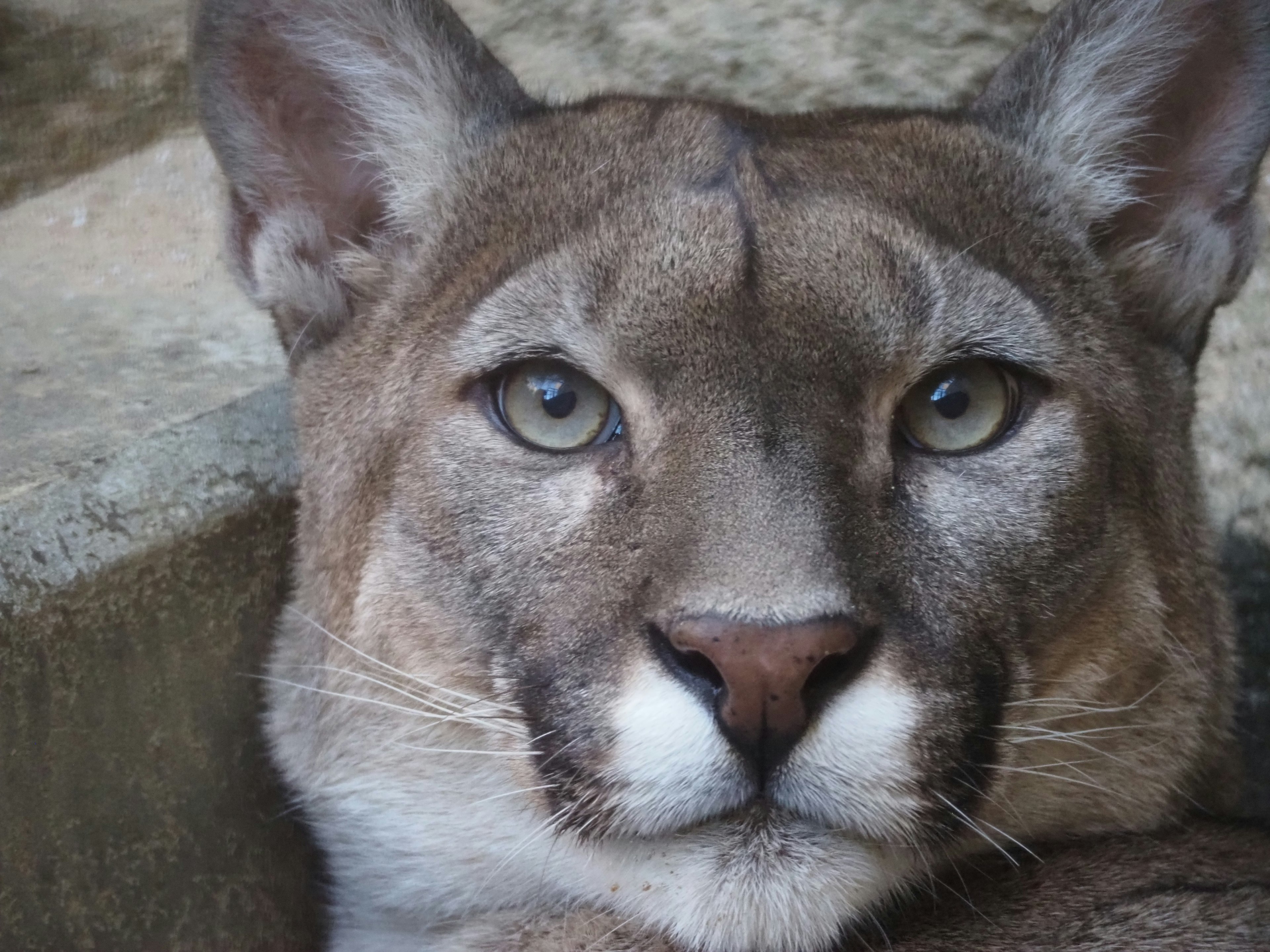 Pemandangan dekat wajah puma dengan tatapan tajam