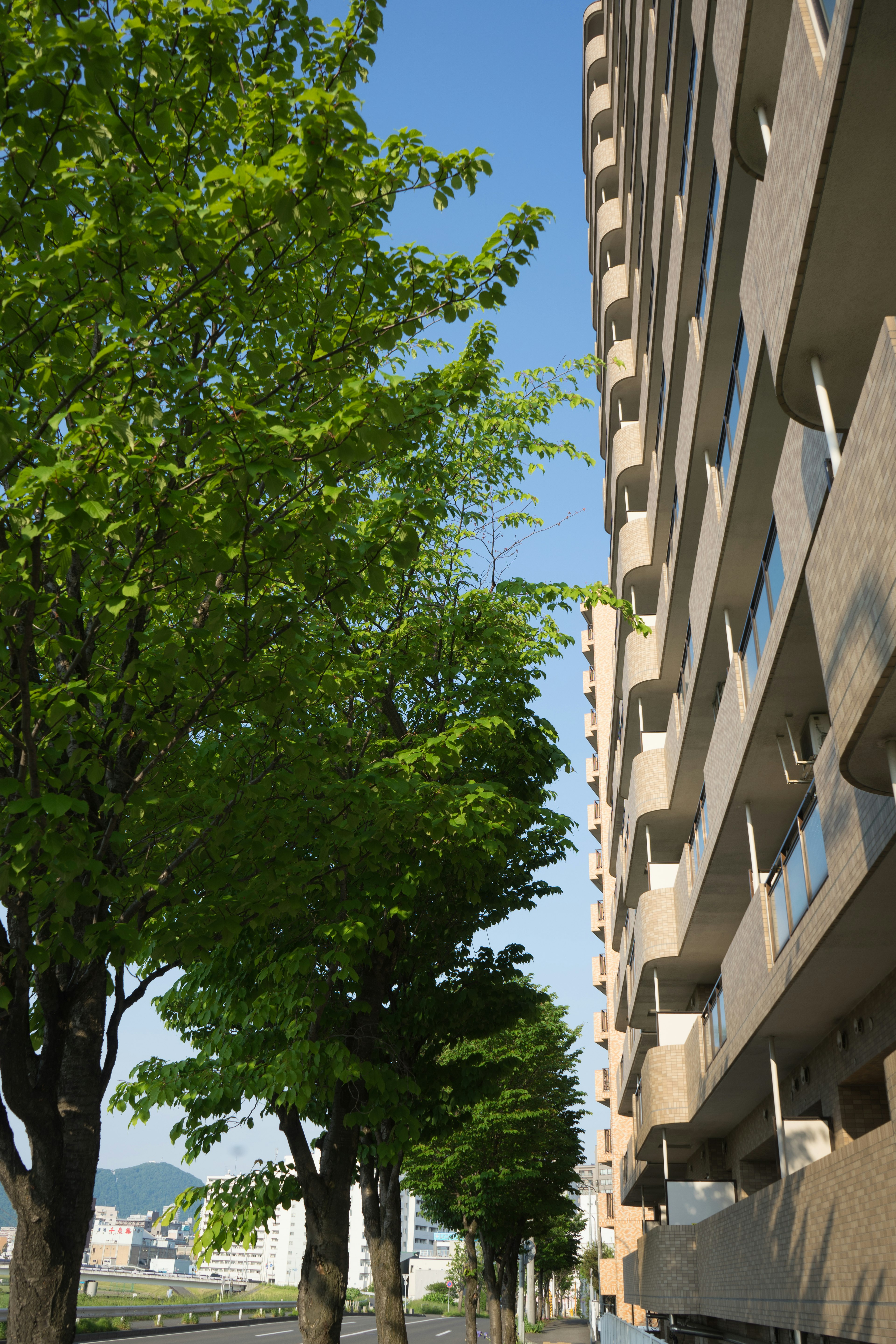 青空の下に並ぶ緑の木々とコンクリートの建物が並ぶ風景