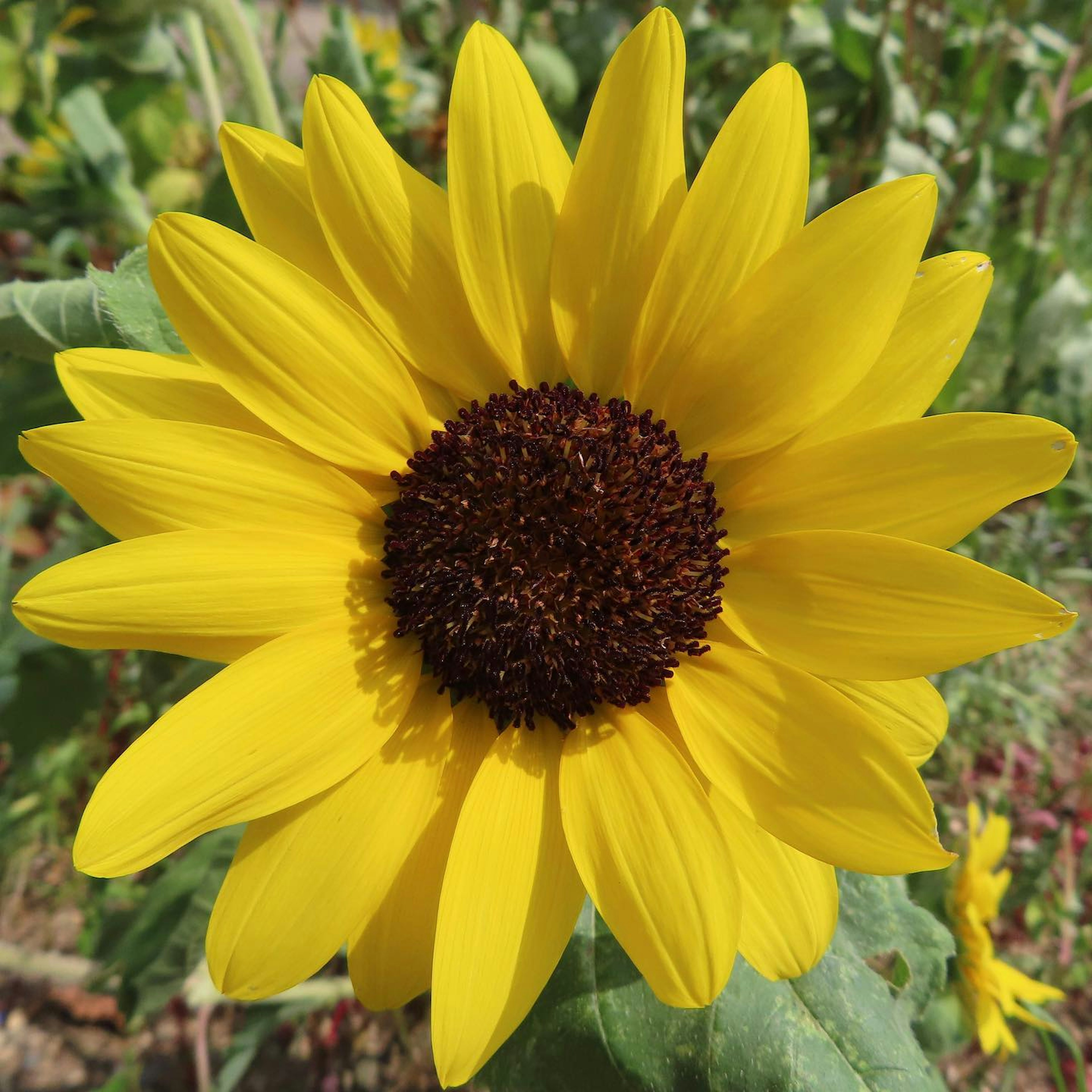 Bright yellow sunflower in full bloom surrounded by green leaves