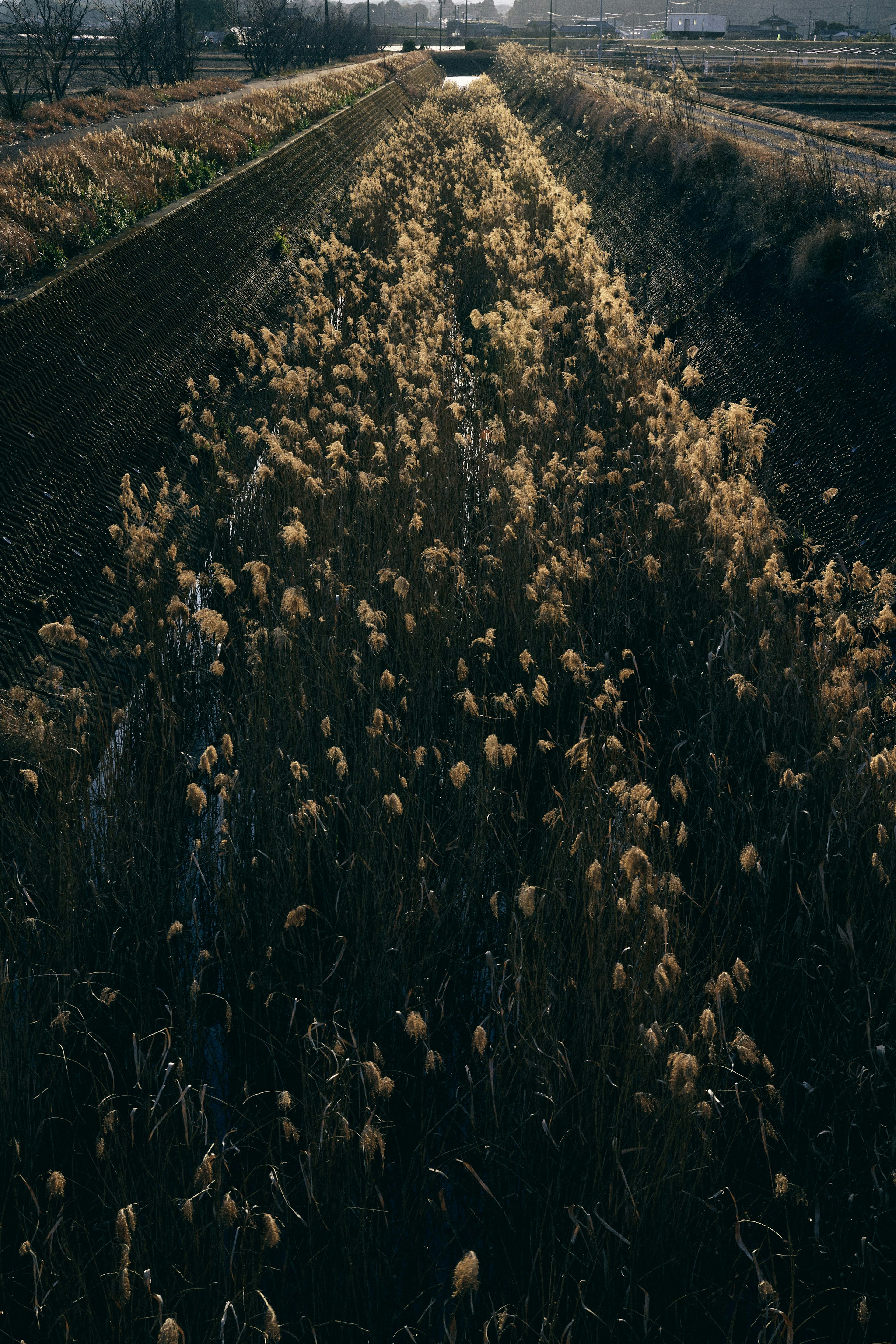 Pathway lined with golden grasses under a serene sky