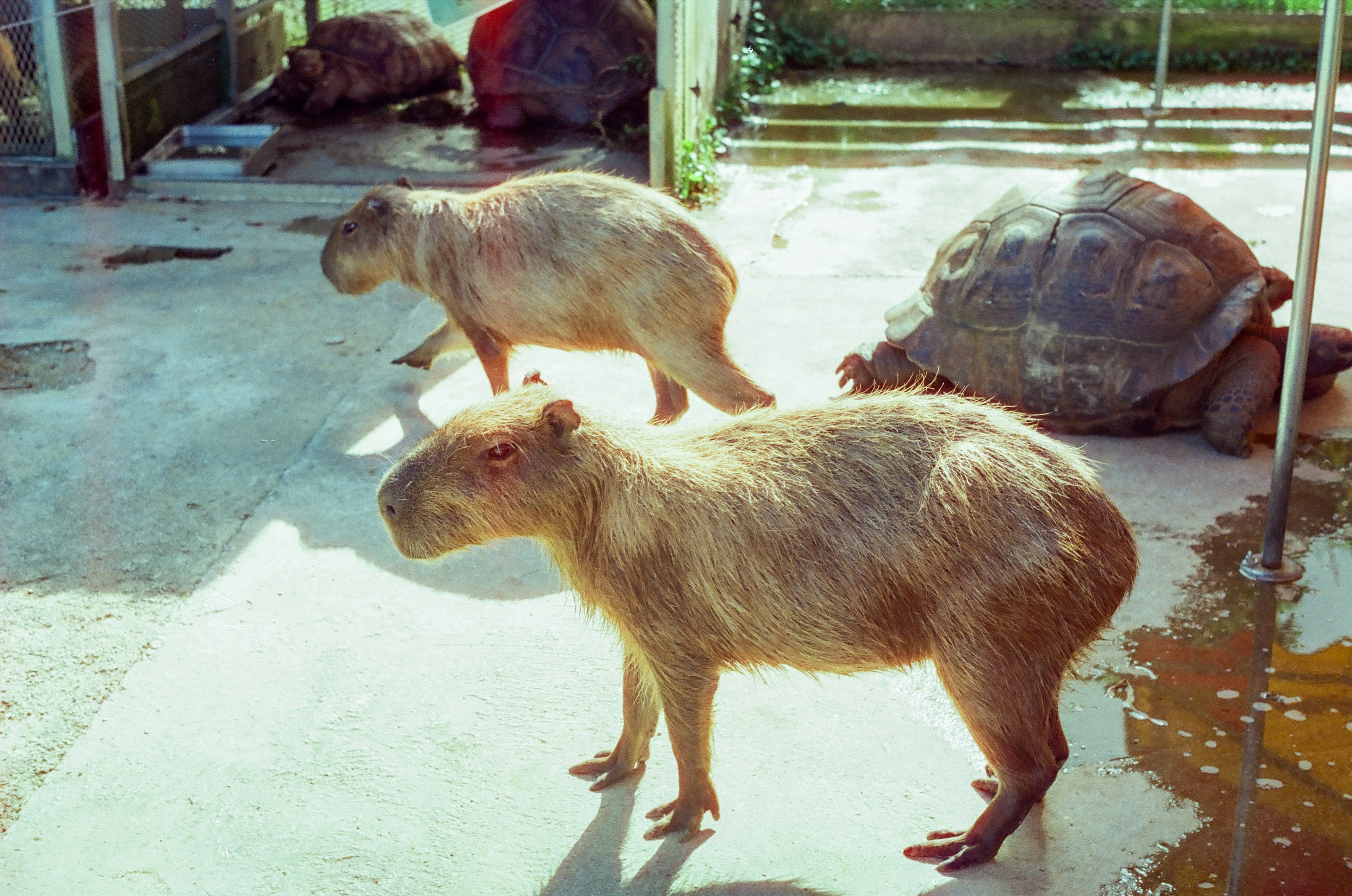 2匹のカピバラと1匹の亀がいる動物園の風景