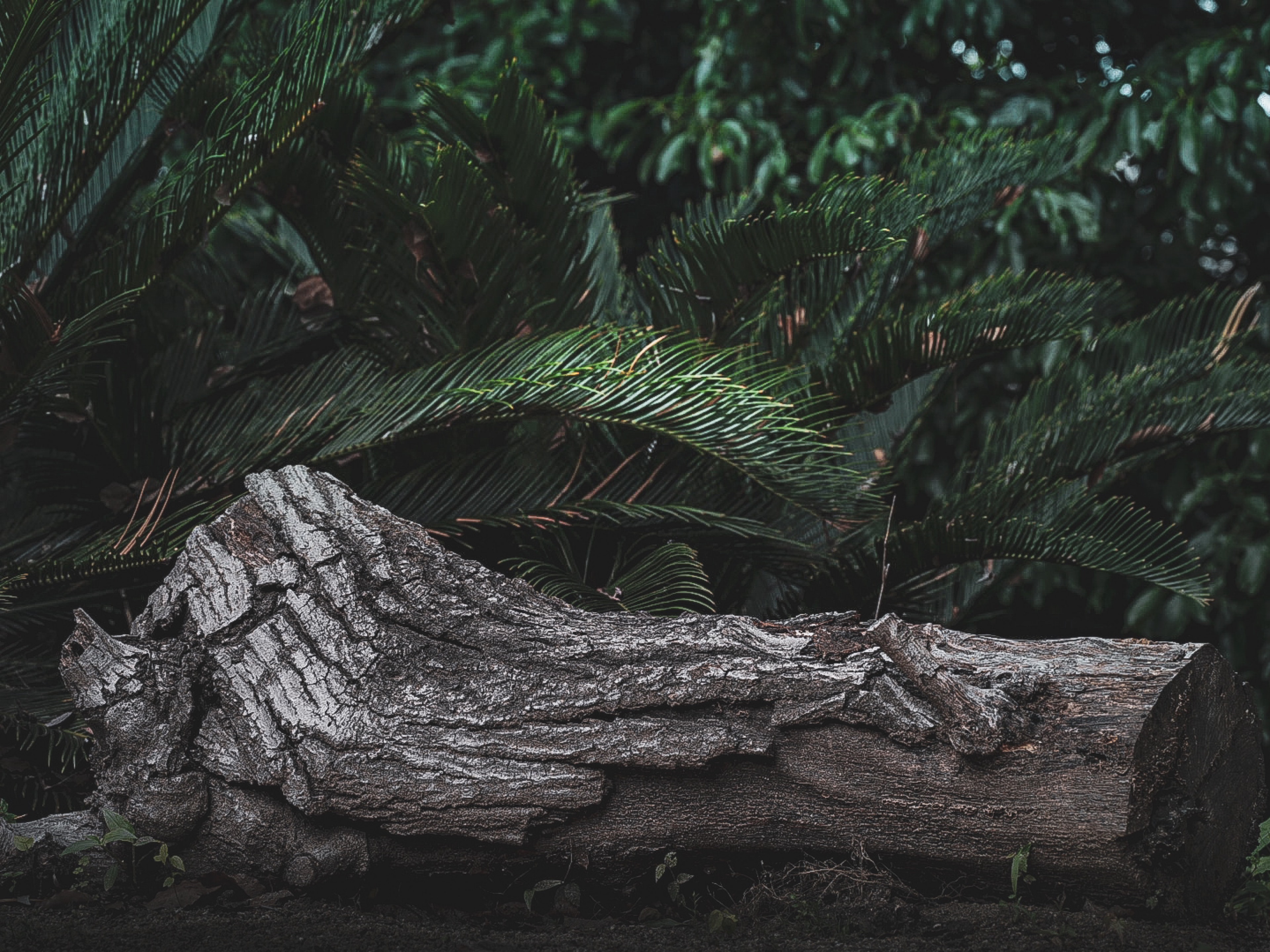 A thick log surrounded by lush green leaves