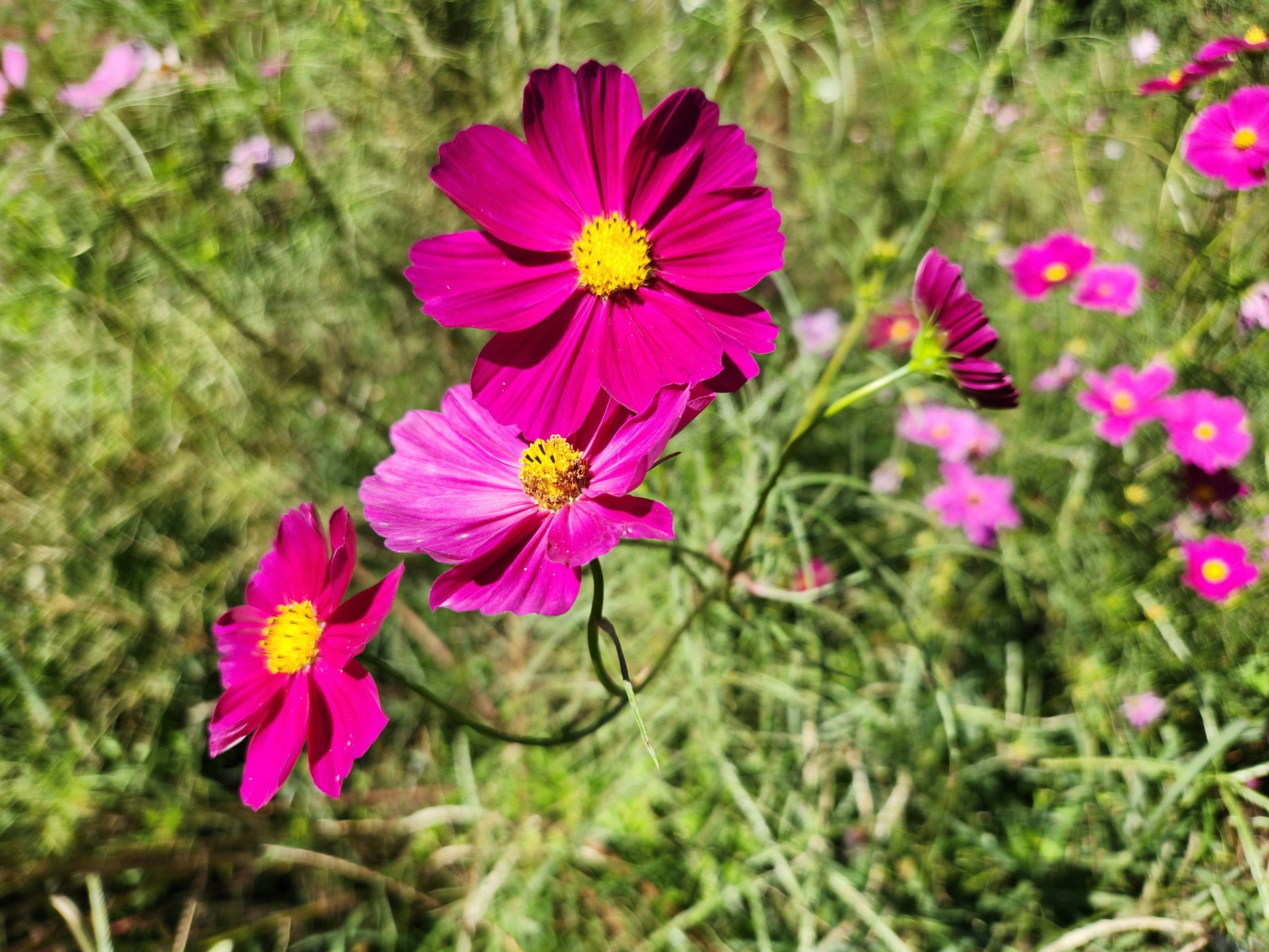 鮮やかなピンクのコスモスの花が咲いている風景