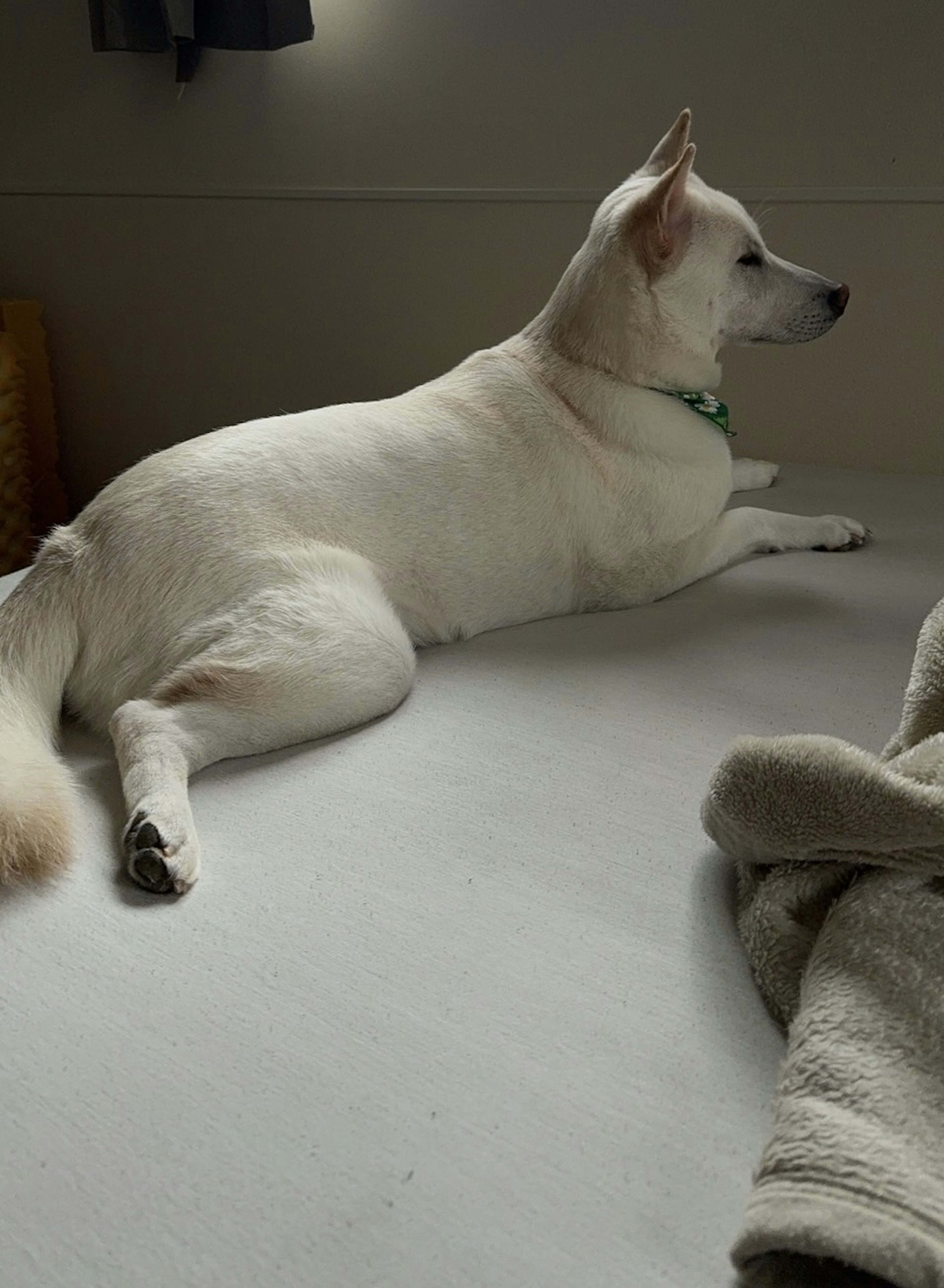 Un perro blanco acostado en el interior