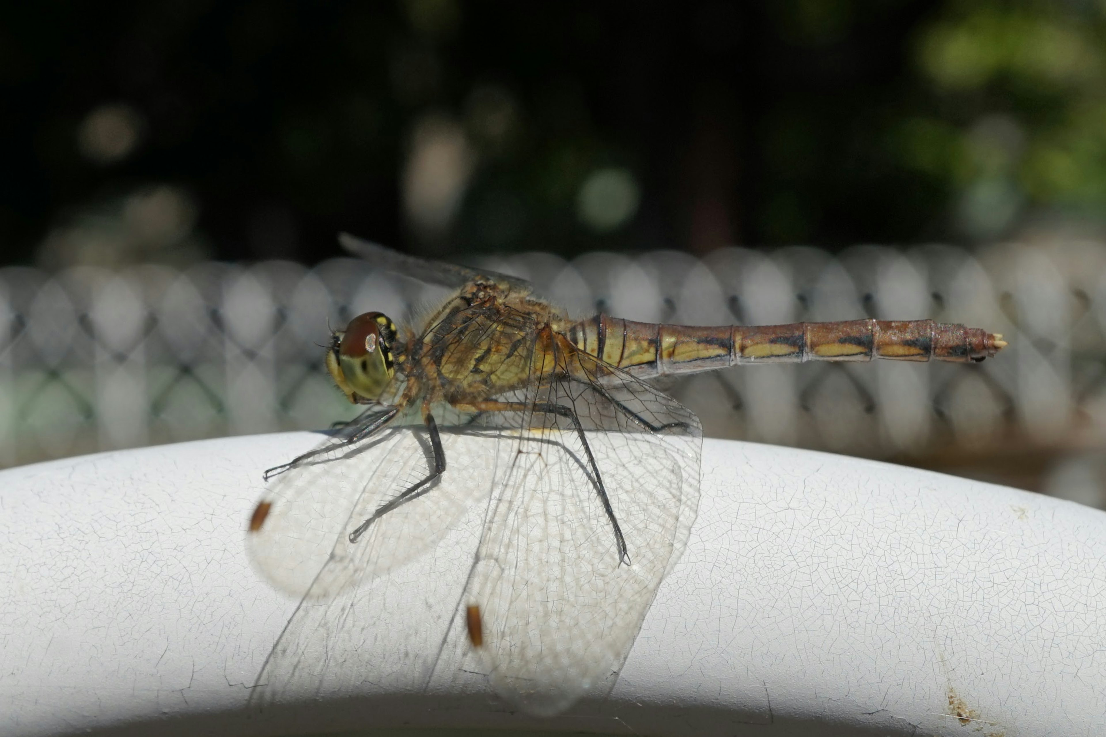 A dragonfly perched on a white edge