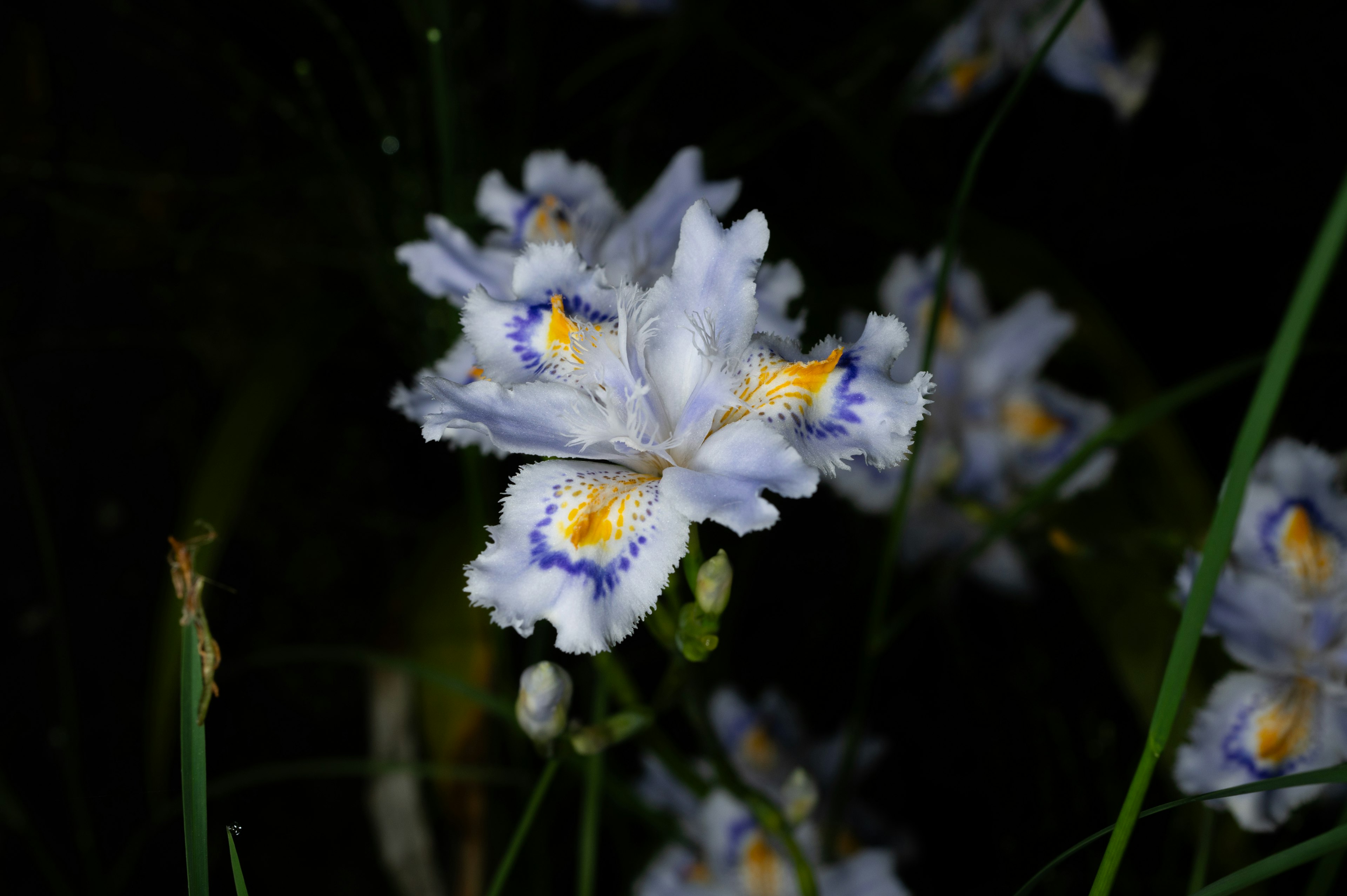 Flor blanca con bordes azules y un centro amarillo