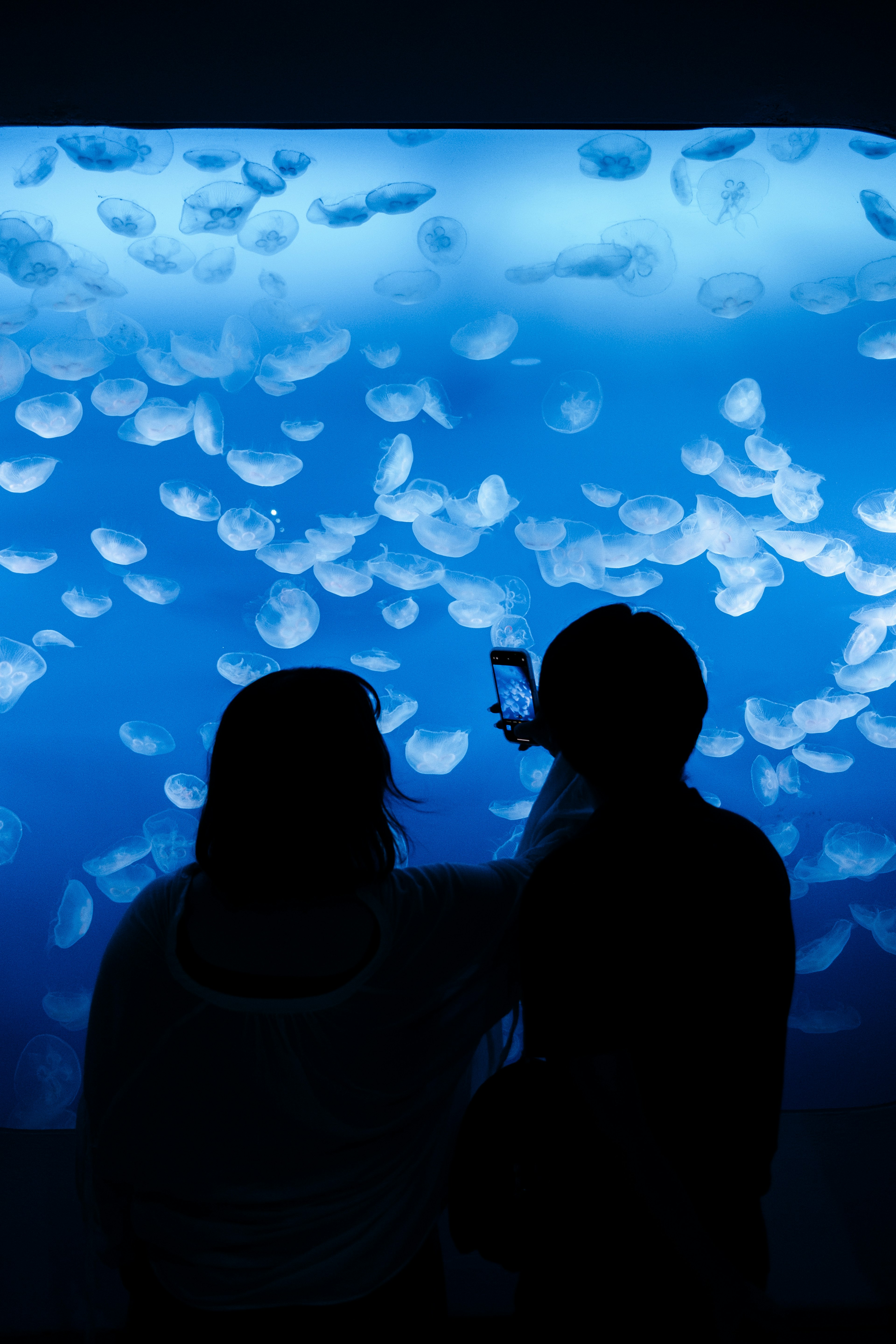 Silhouette de deux personnes devant un aquarium bleu rempli de méduses