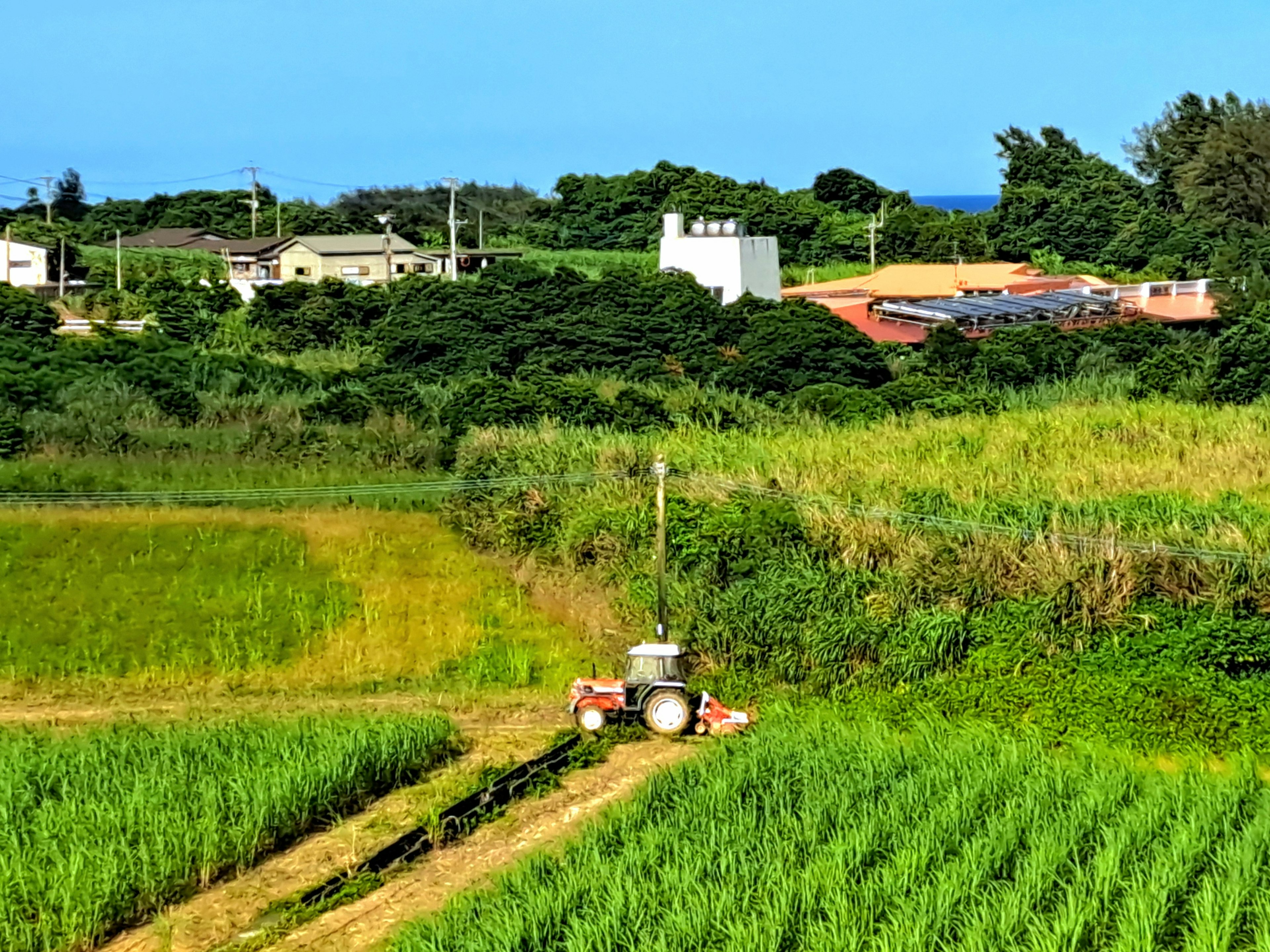 Paisaje agrícola con un tractor en funcionamiento campos de arroz verdes y cielo azul