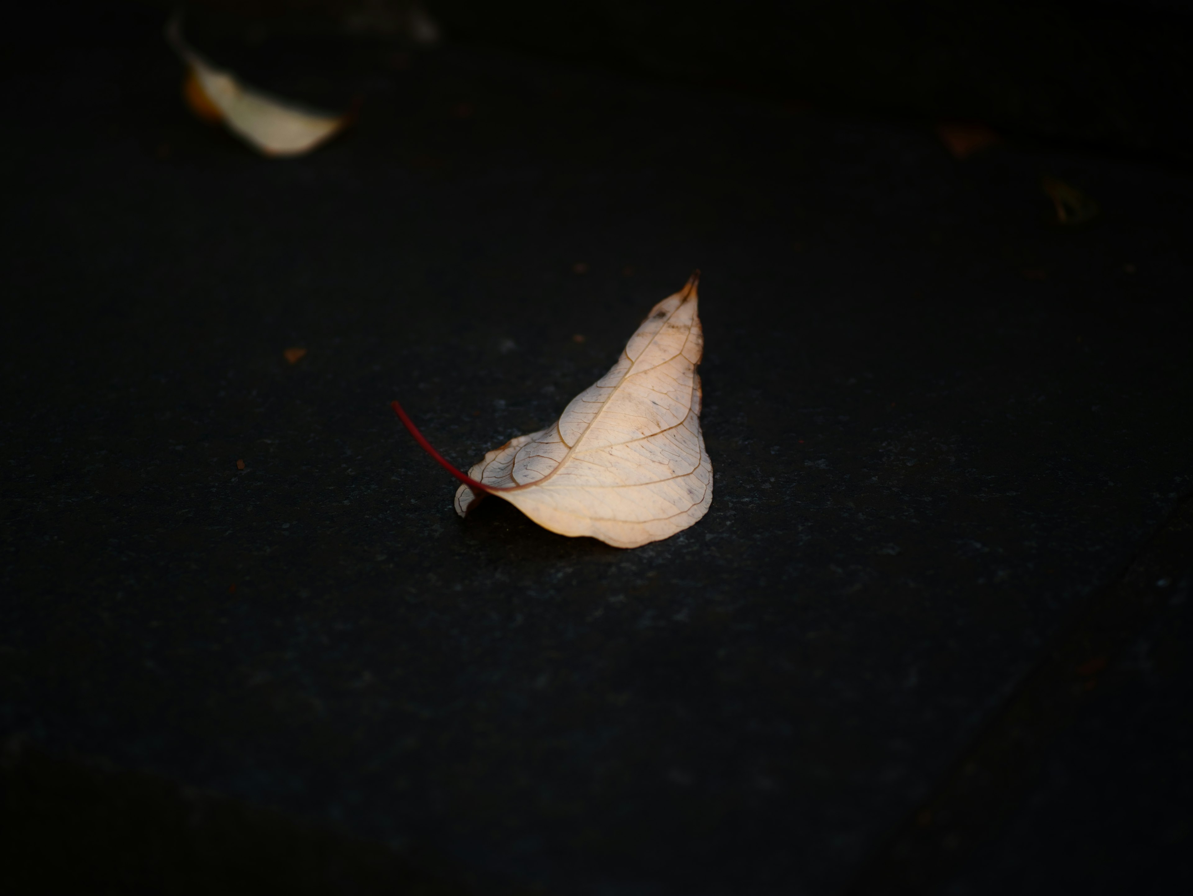 A white leaf resting on a dark background