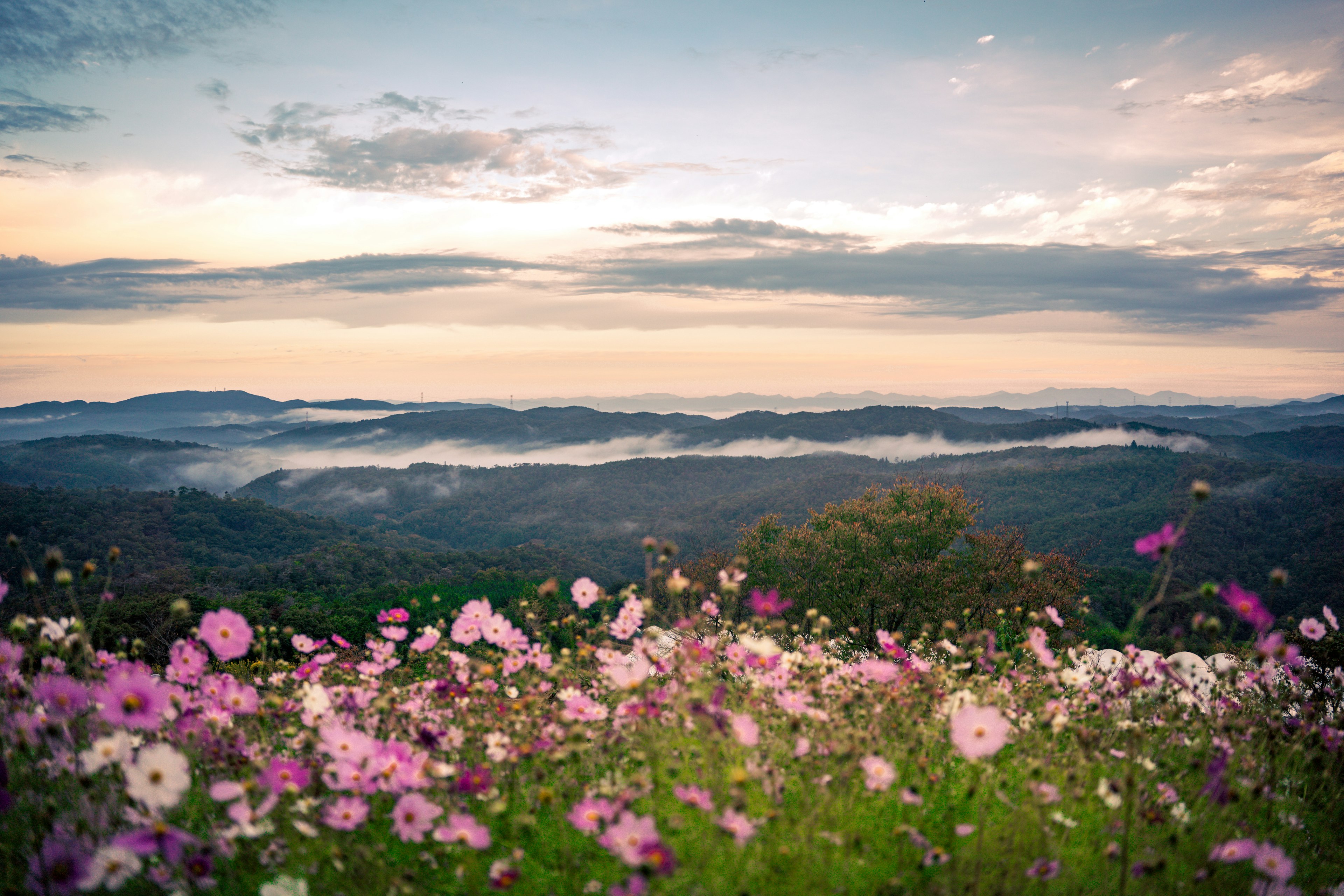 色とりどりの花が咲く風景と山々の景色が広がる夕暮れ時の風景