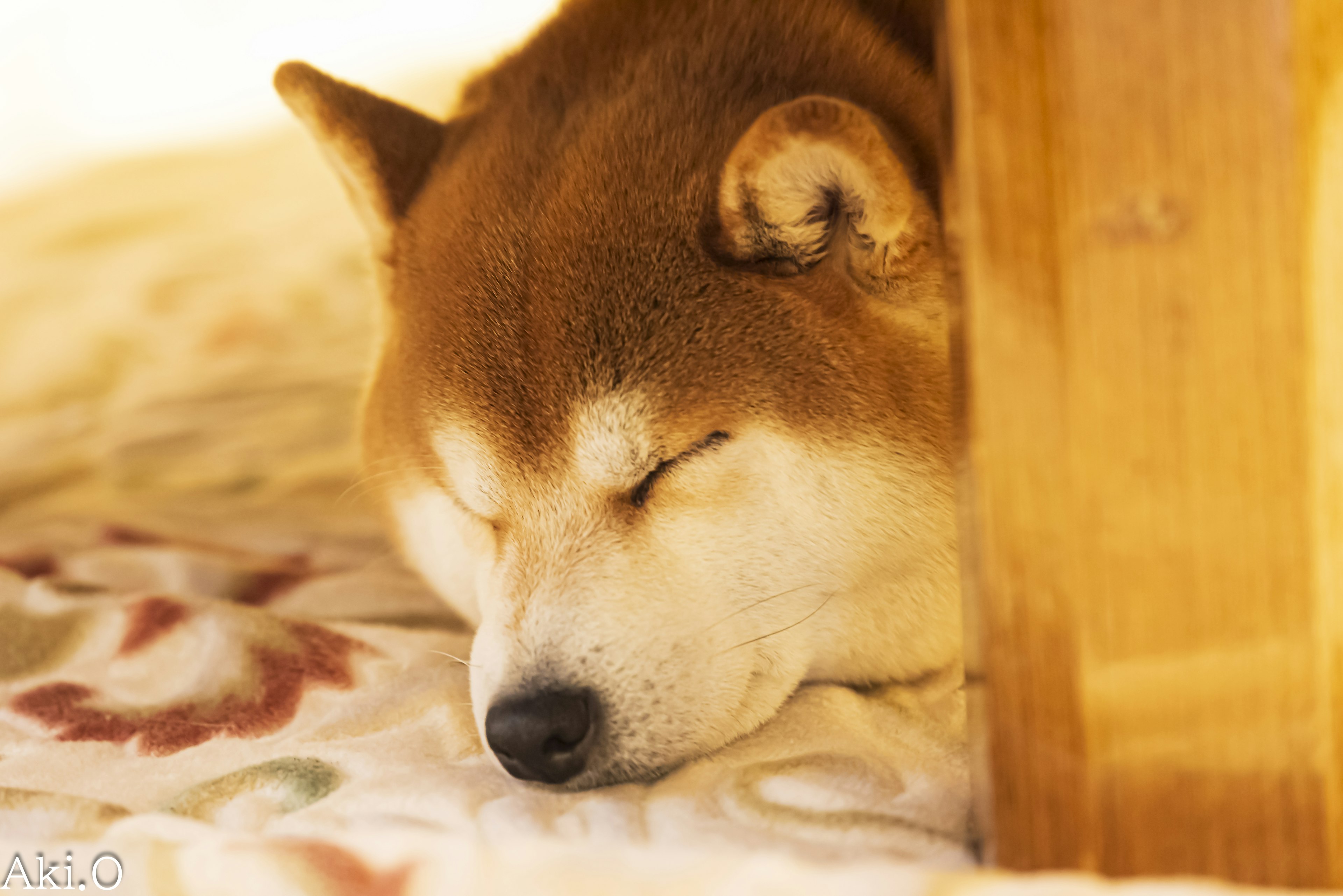 Sleeping Shiba Inu with closed eyes resting on a floral pillow