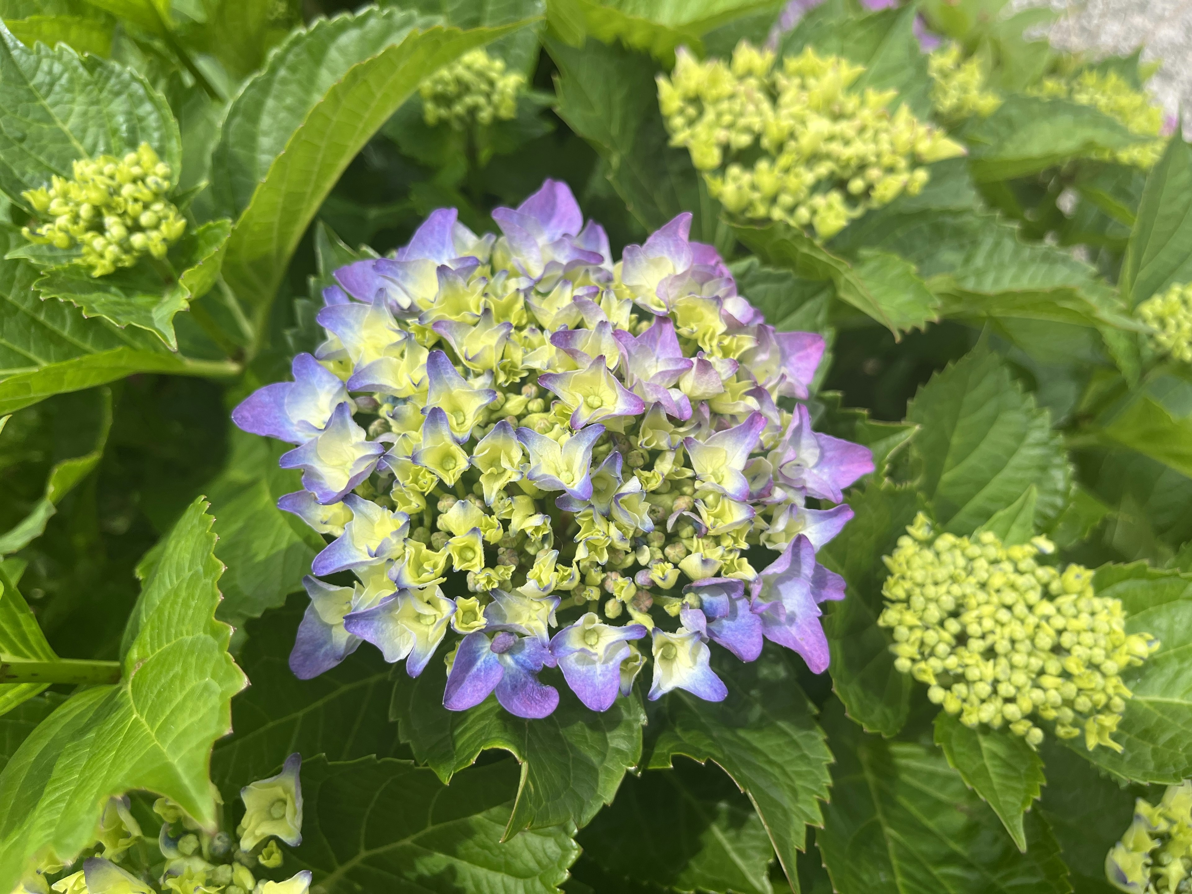 Gros plan sur une fleur d'hortensia aux teintes violettes et jaunes