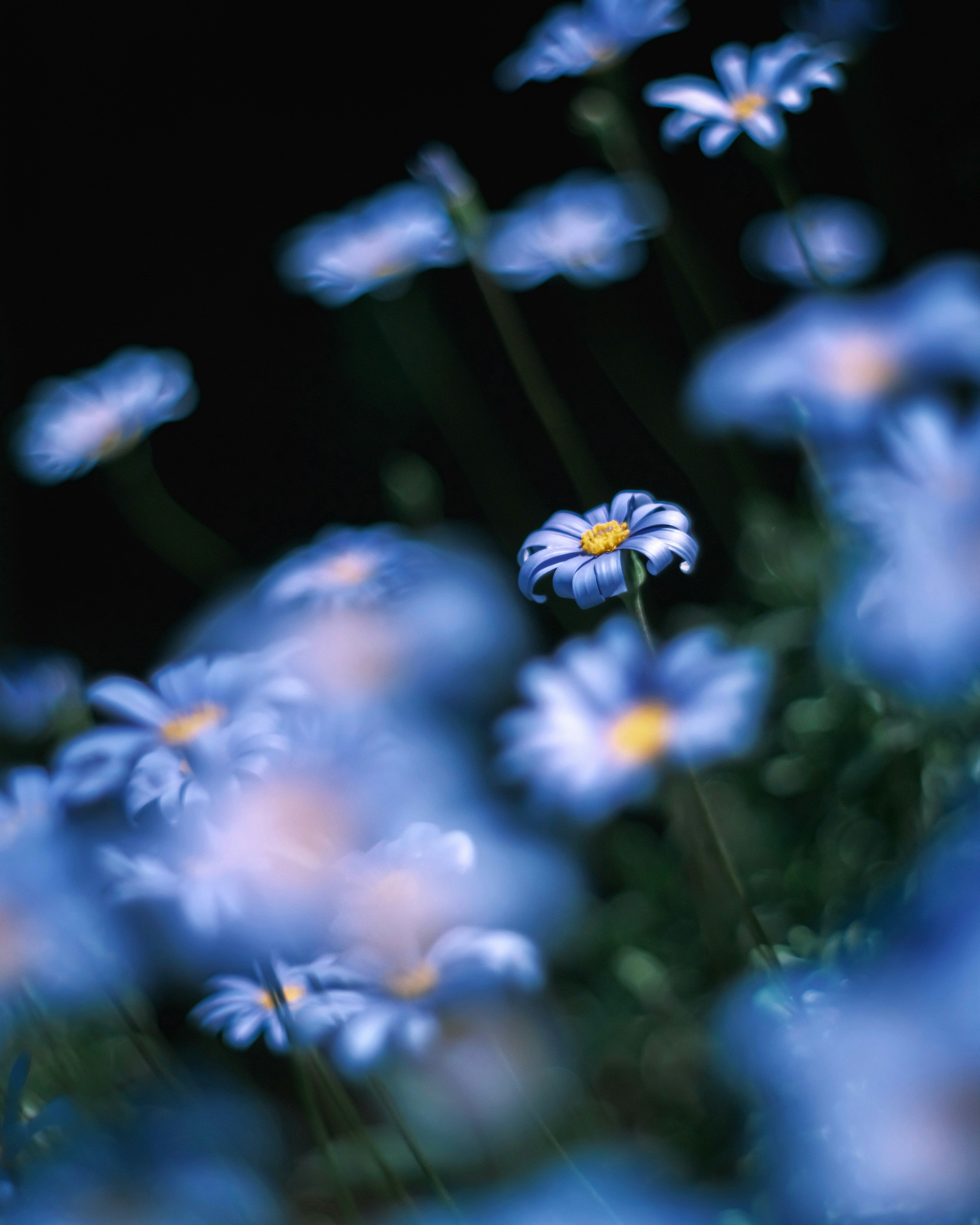 Beautiful scene of blue flowers with a blurred background