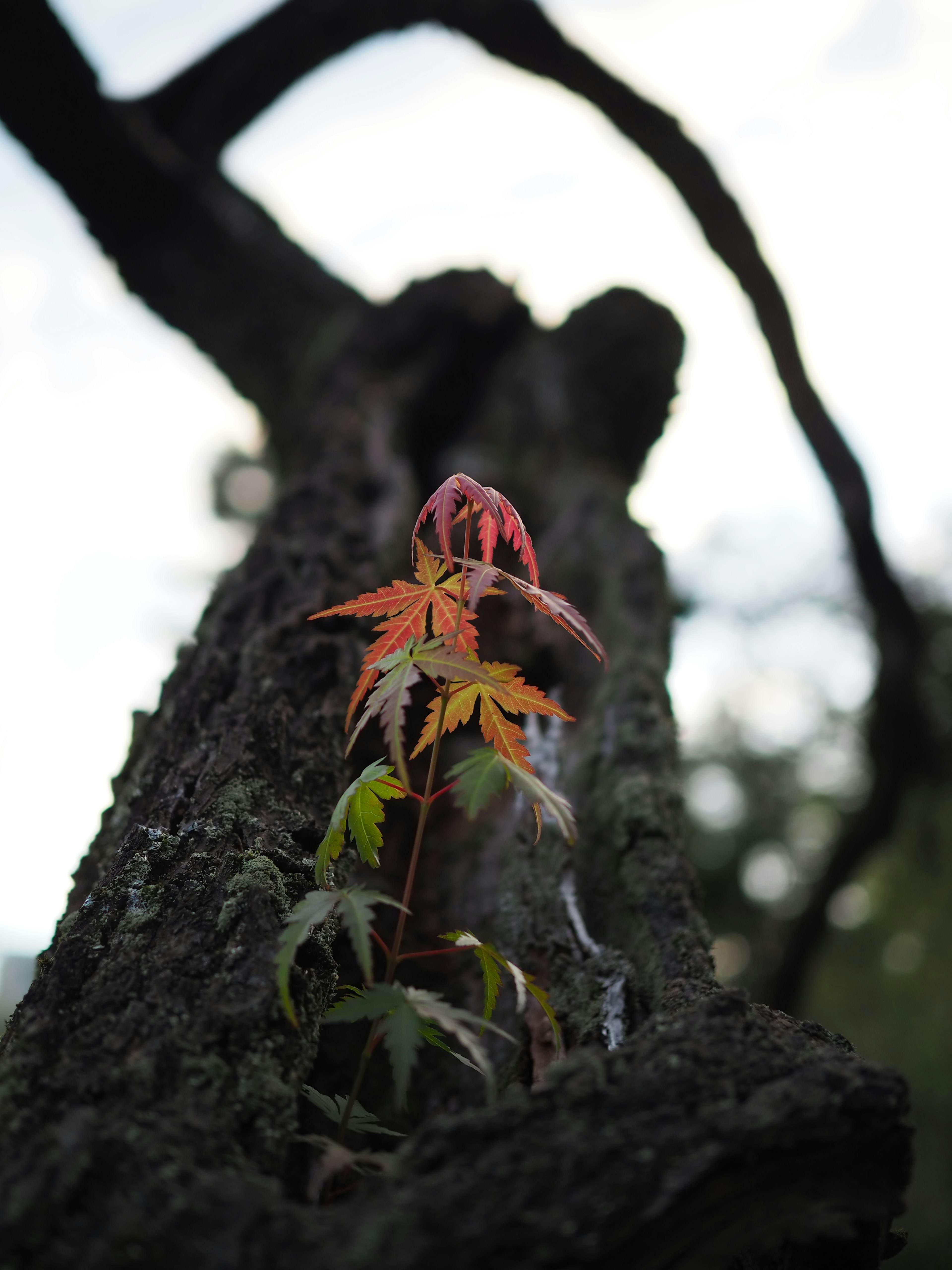 Hojas coloridas creciendo en un tronco de árbol