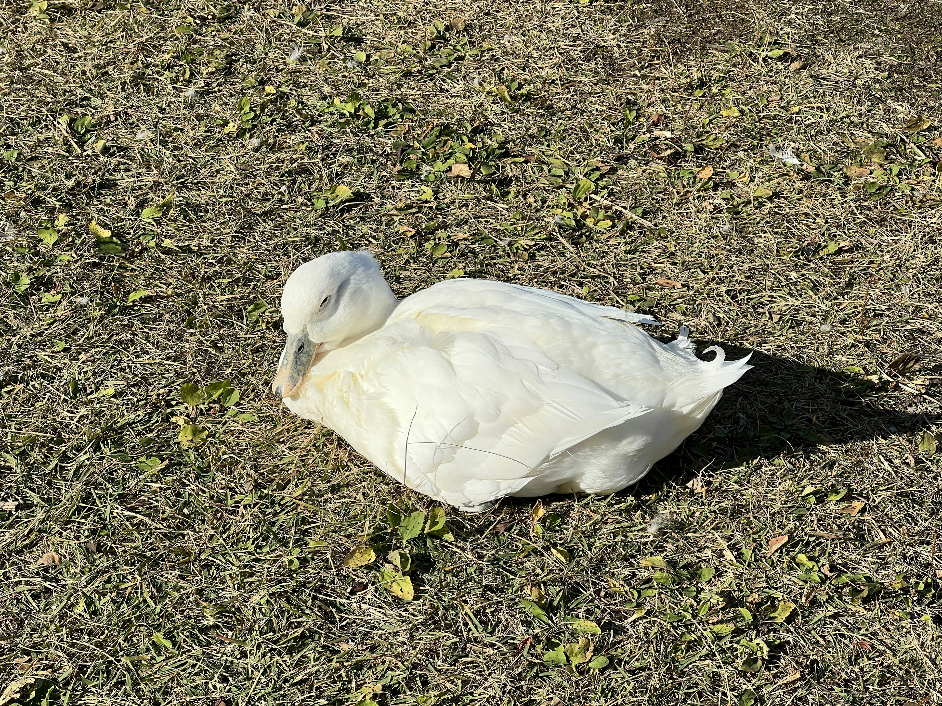 Seekor bebek putih beristirahat di atas rumput