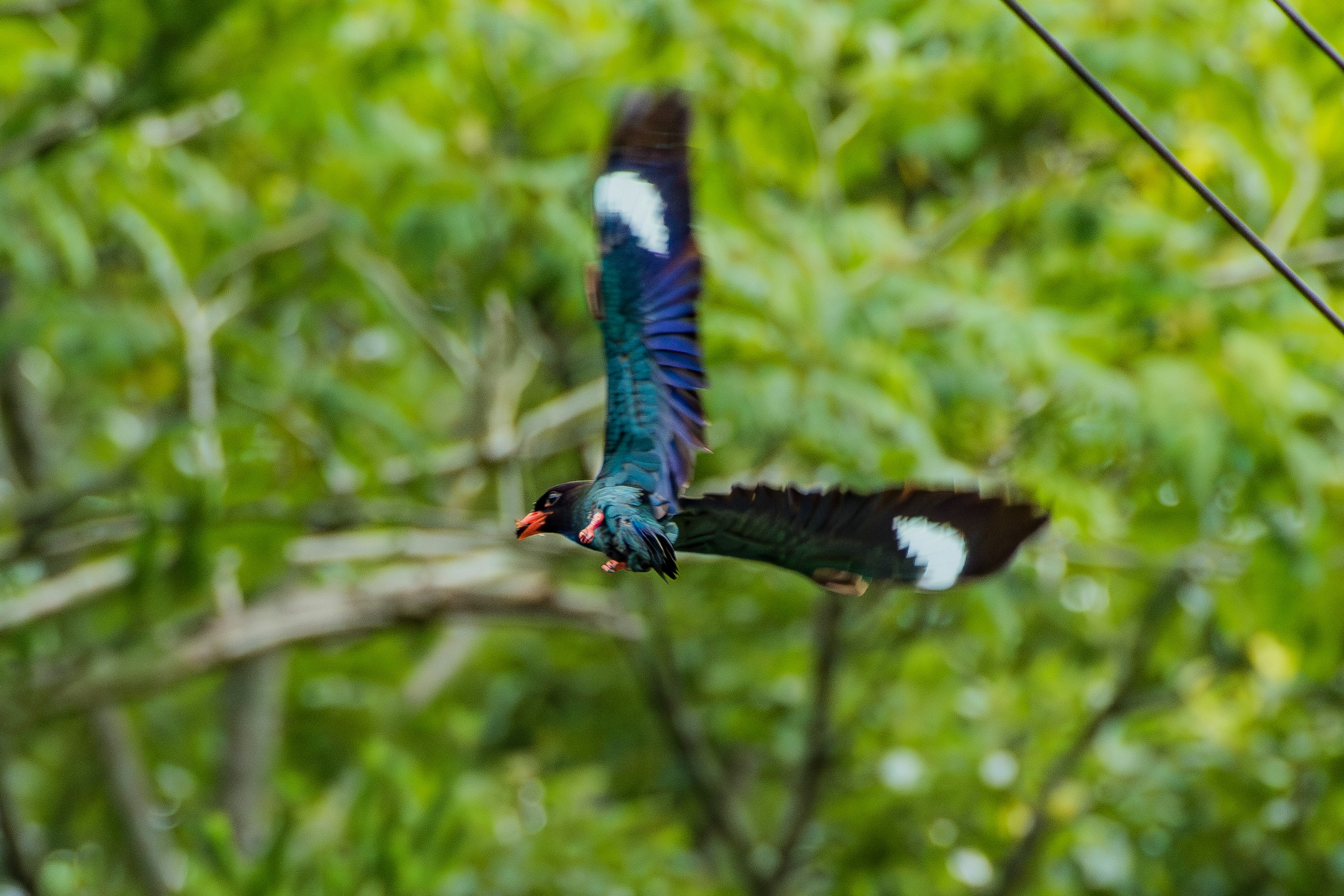 Ein Vogel mit blauen Federn und rotem Schnabel fliegt in der Luft