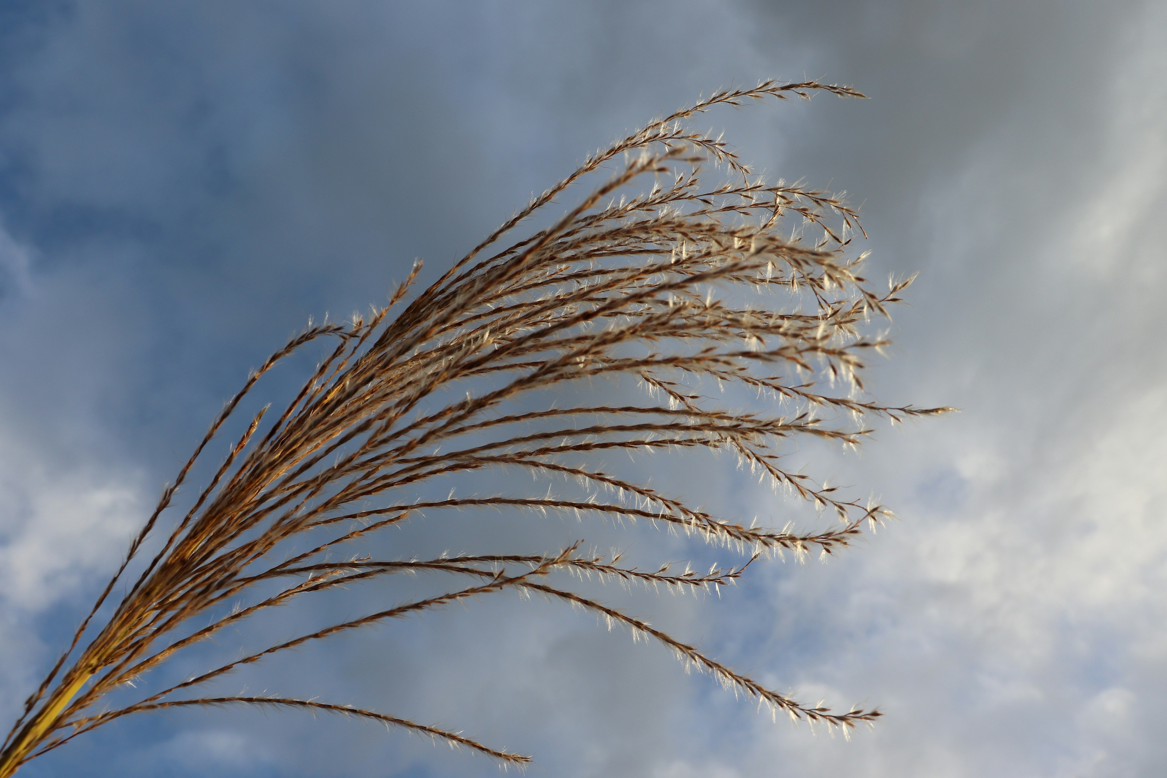 A close-up of dried grass with fluffy seed heads against a cloudy sky