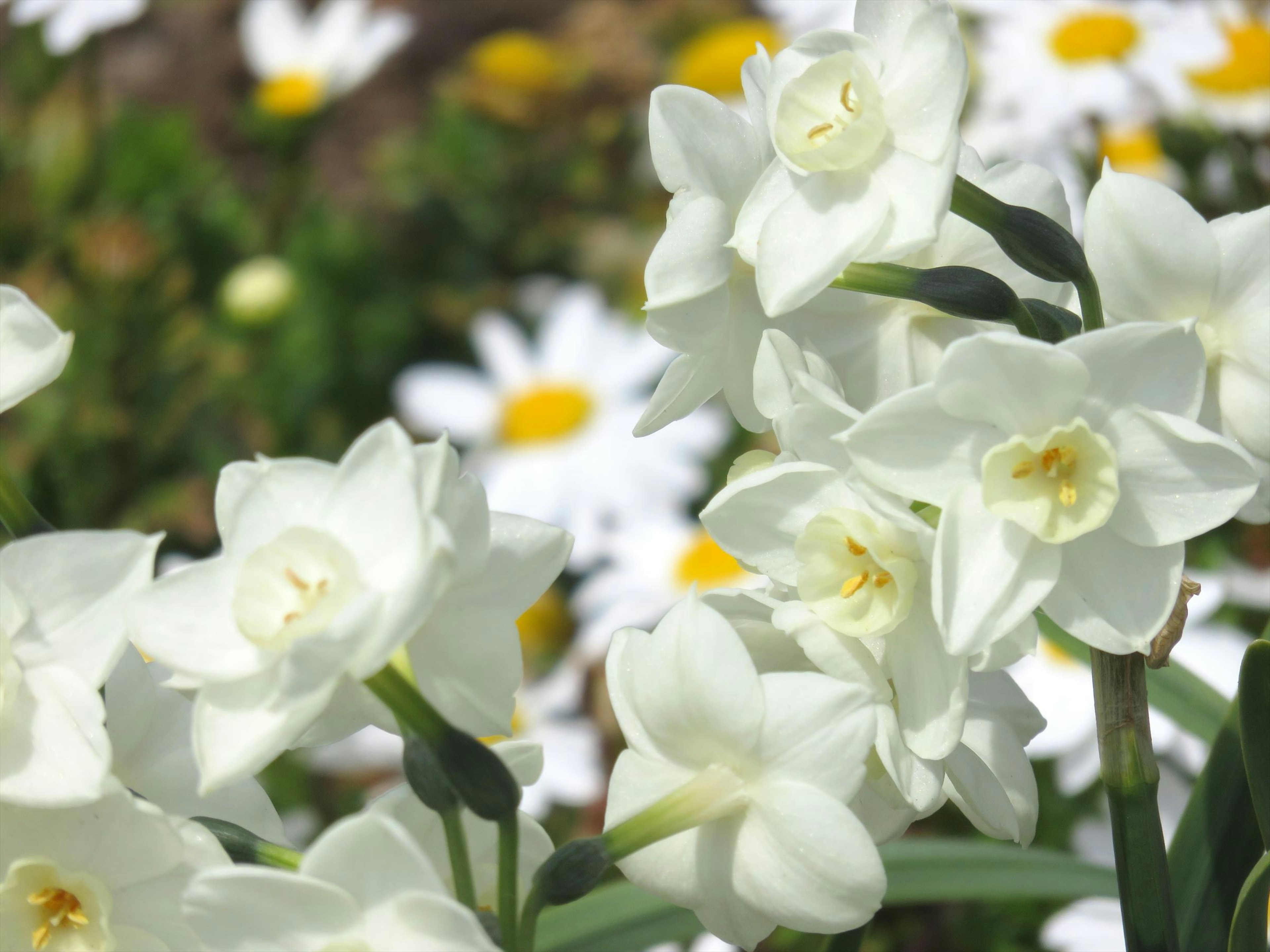 Fleurs blanches en pleine floraison sur fond vert avec des marguerites jaunes