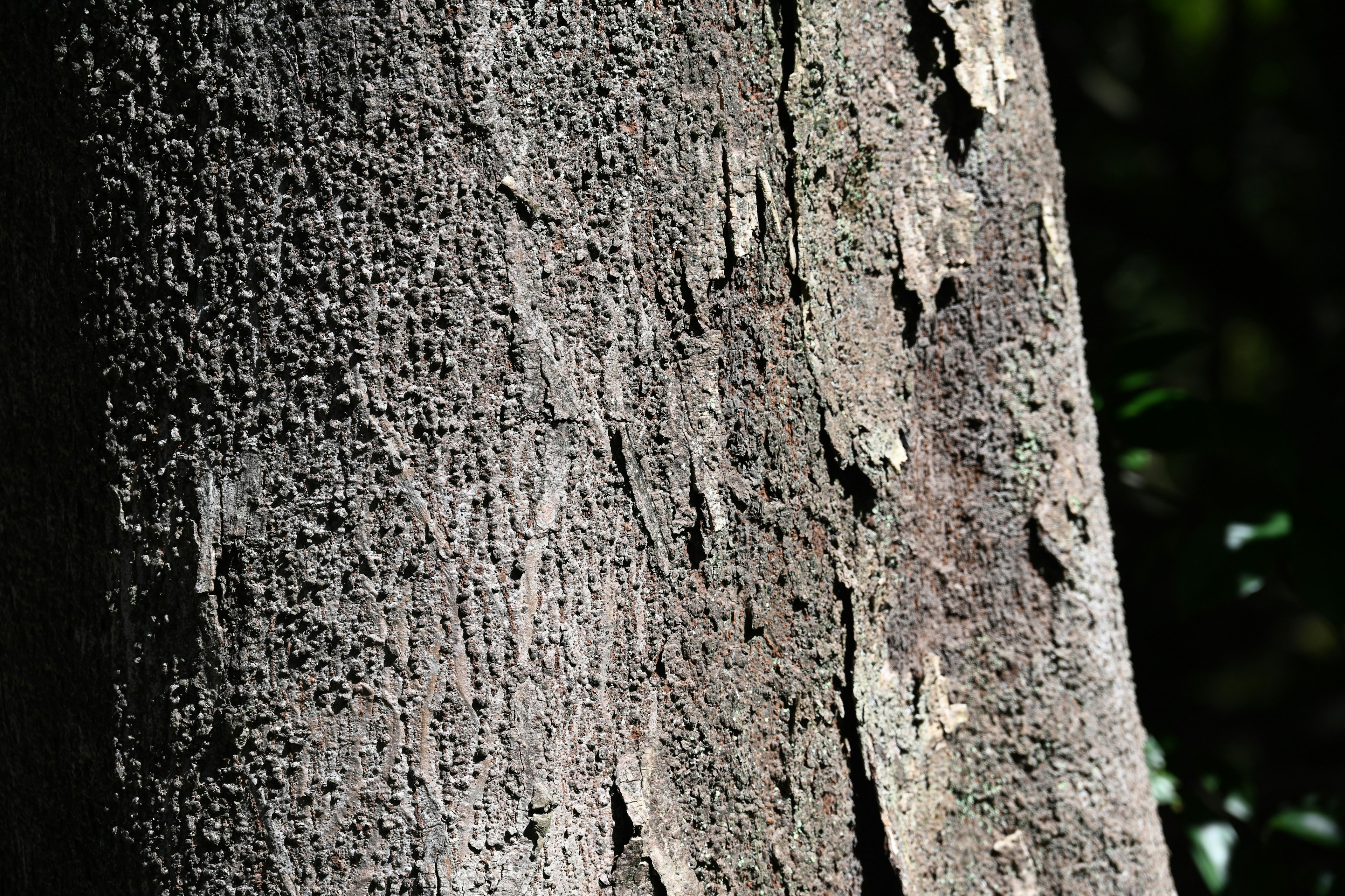 Close-up of a tree trunk showcasing unique texture and patterns