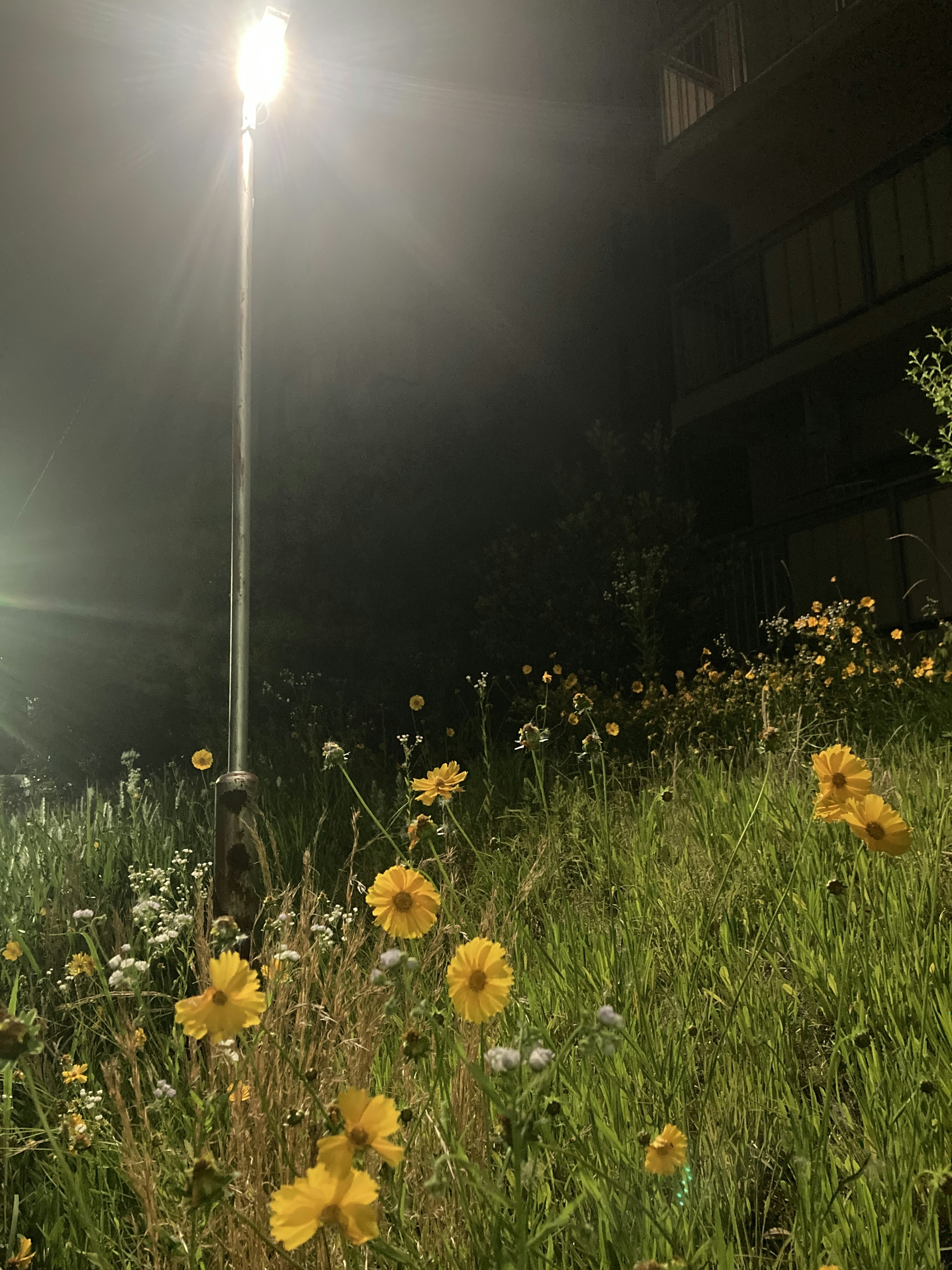 Night scene of a bright streetlight and yellow flowers in a park