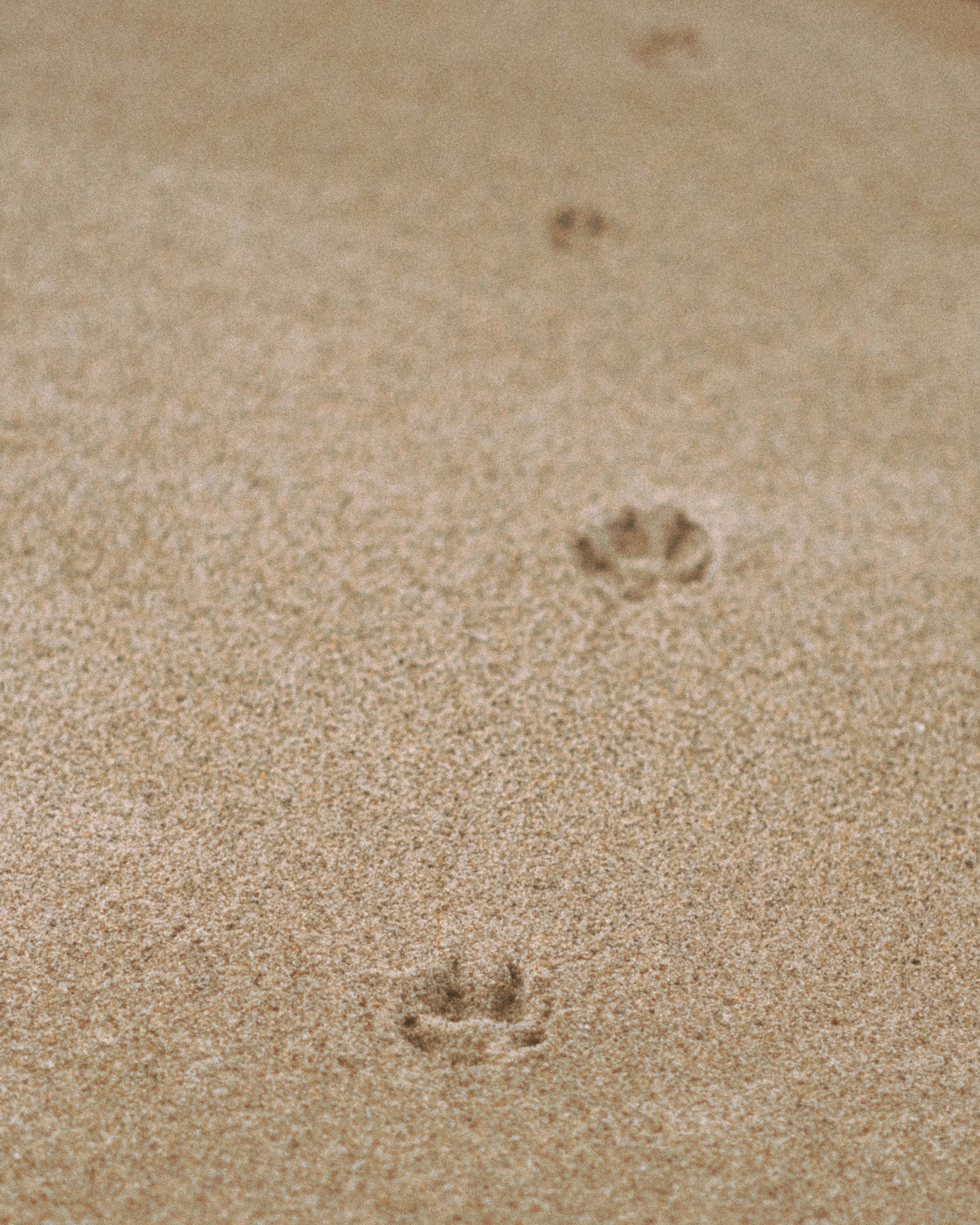 Tierpfotenabdrücke führen über einen Sandstrand