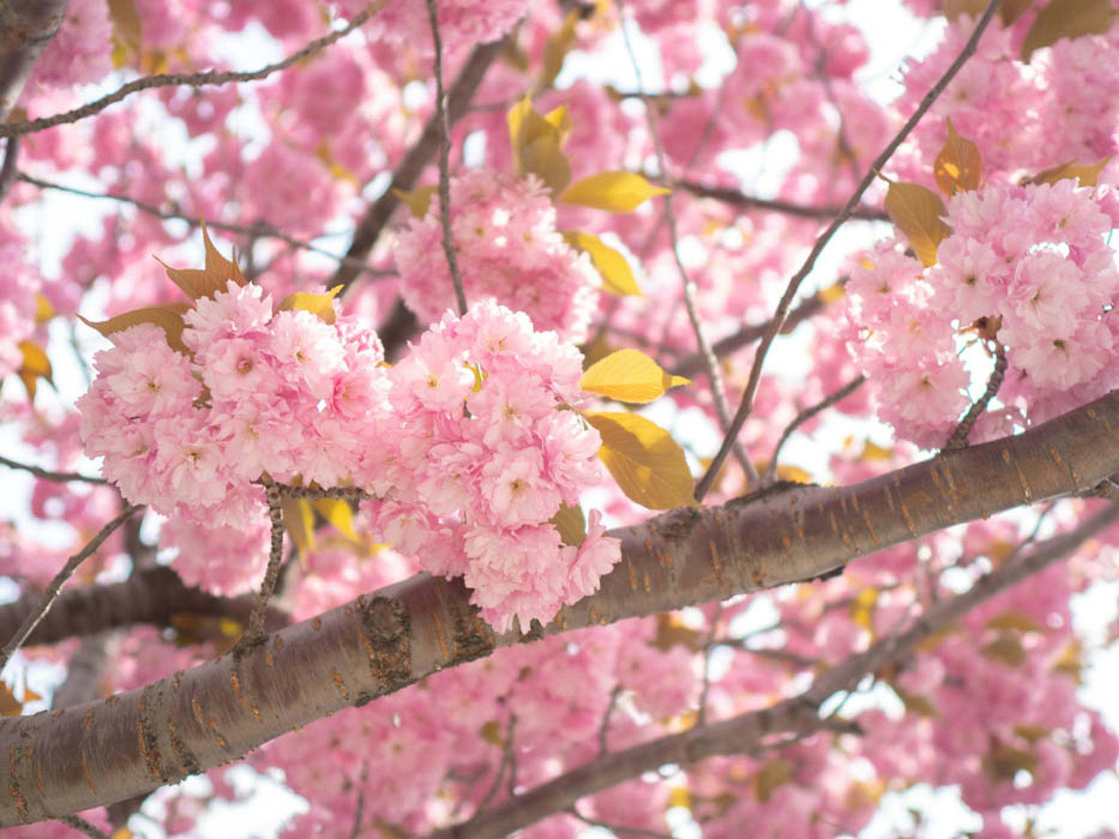 桜の花が咲いている枝のクローズアップ