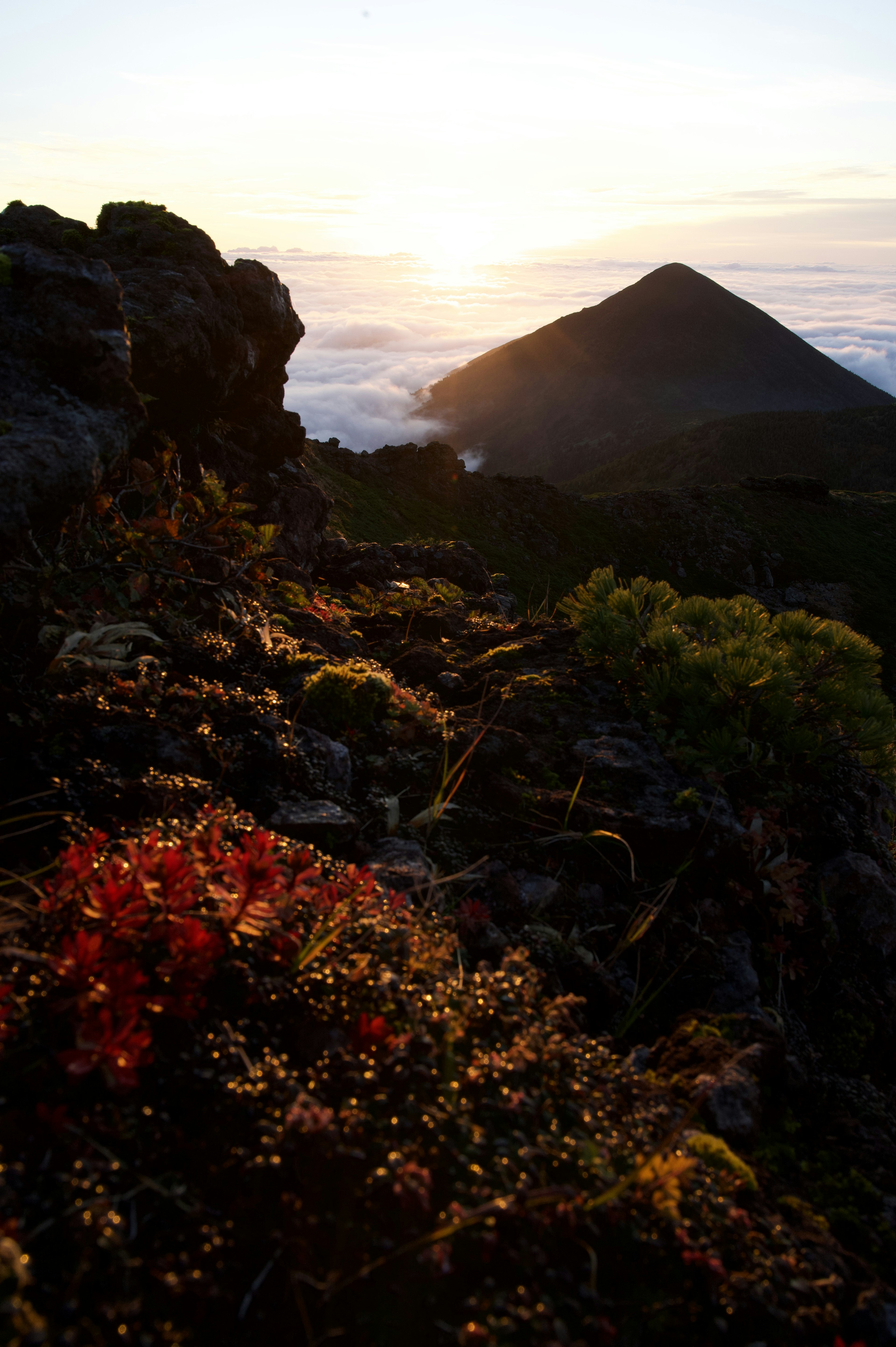 夕陽背景下的山脈風景和前景中的多彩植物