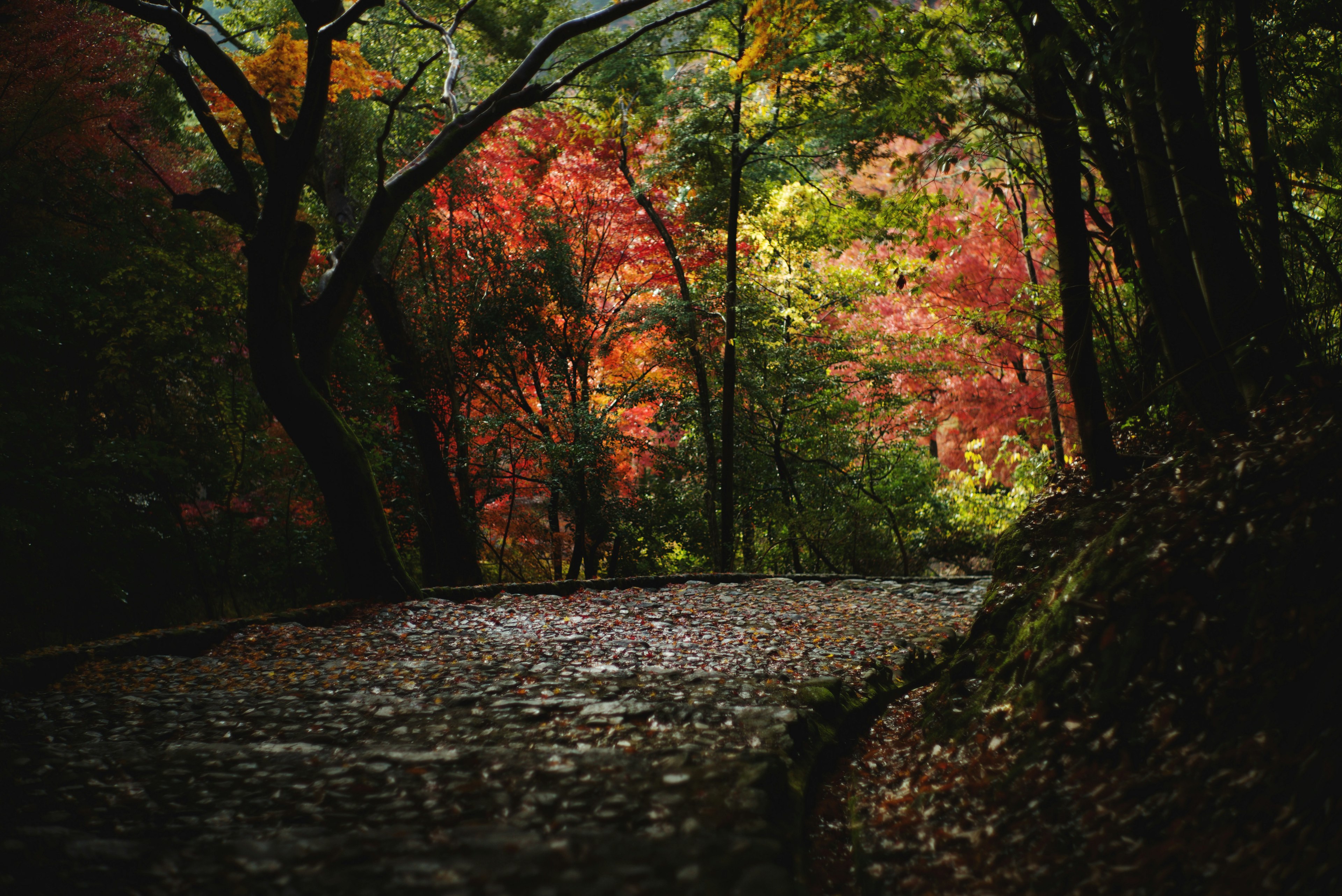 Chemin en pierre entouré de feuillage d'automne vibrant