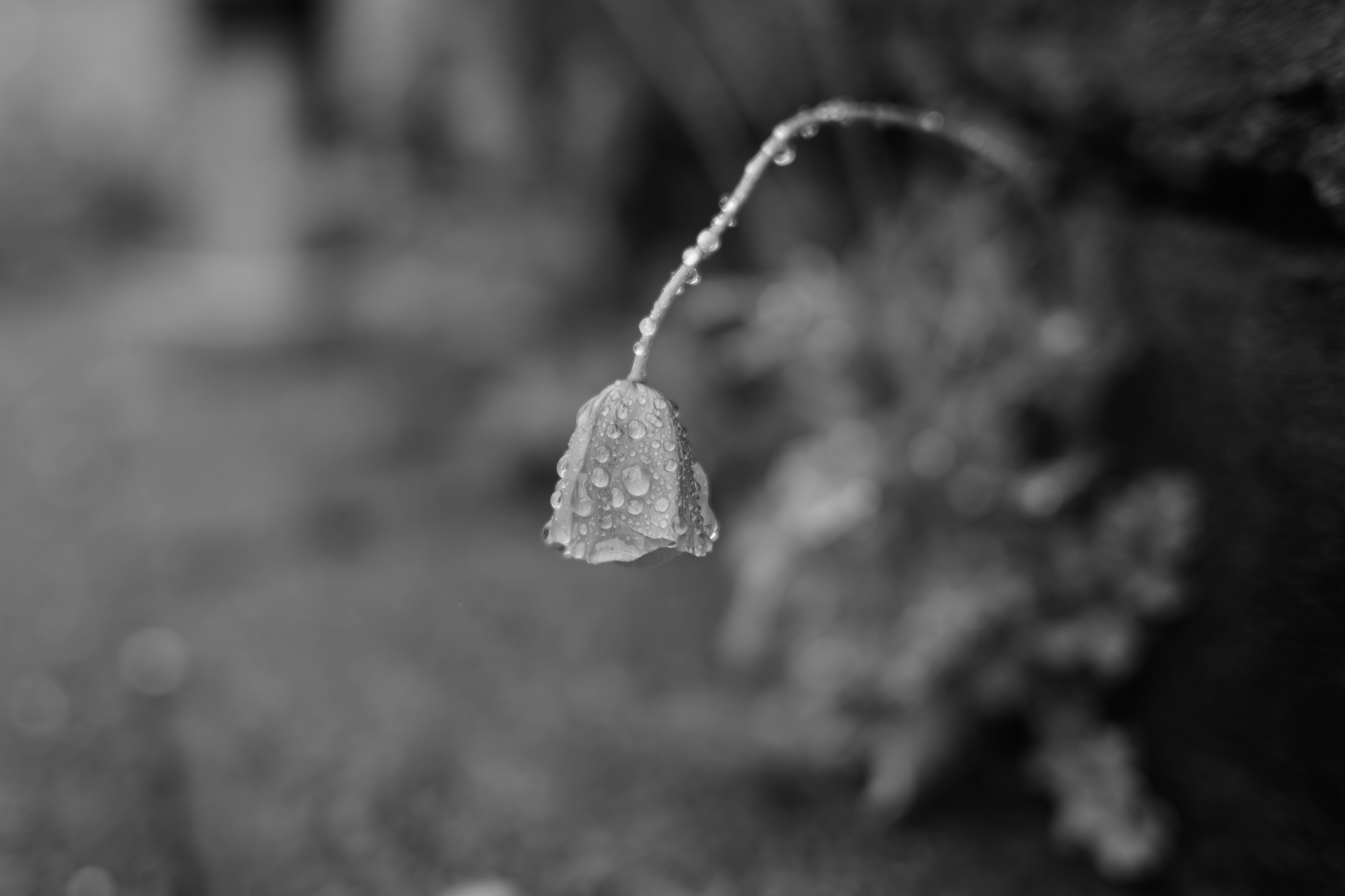 Close-up of a rain-soaked flower petal hanging down against a black and white background