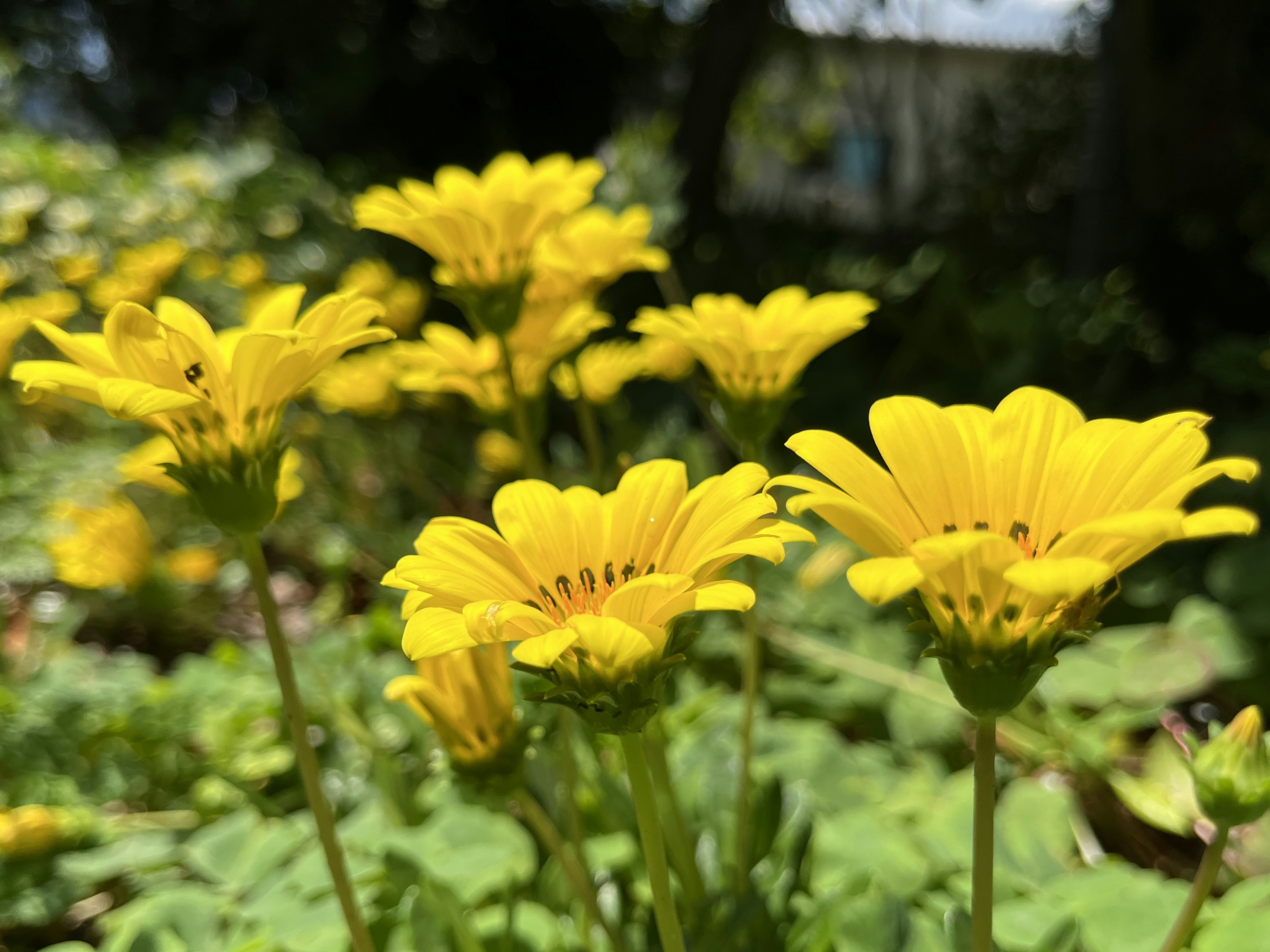 Fleurs jaunes vibrantes fleurissant dans un jardin