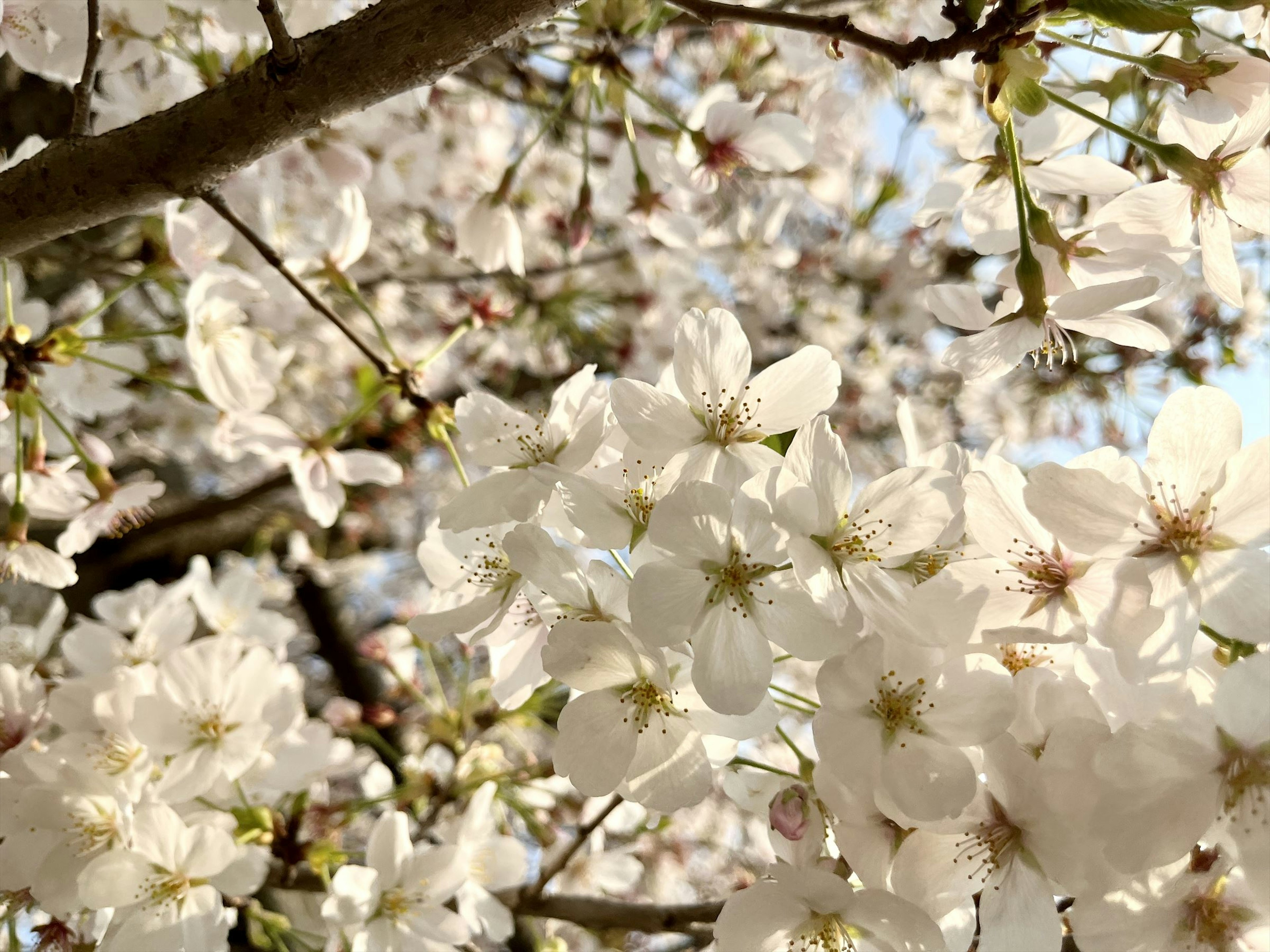 Kedekatan cabang bunga sakura yang mekar penuh dengan kelopak putih dan langit biru