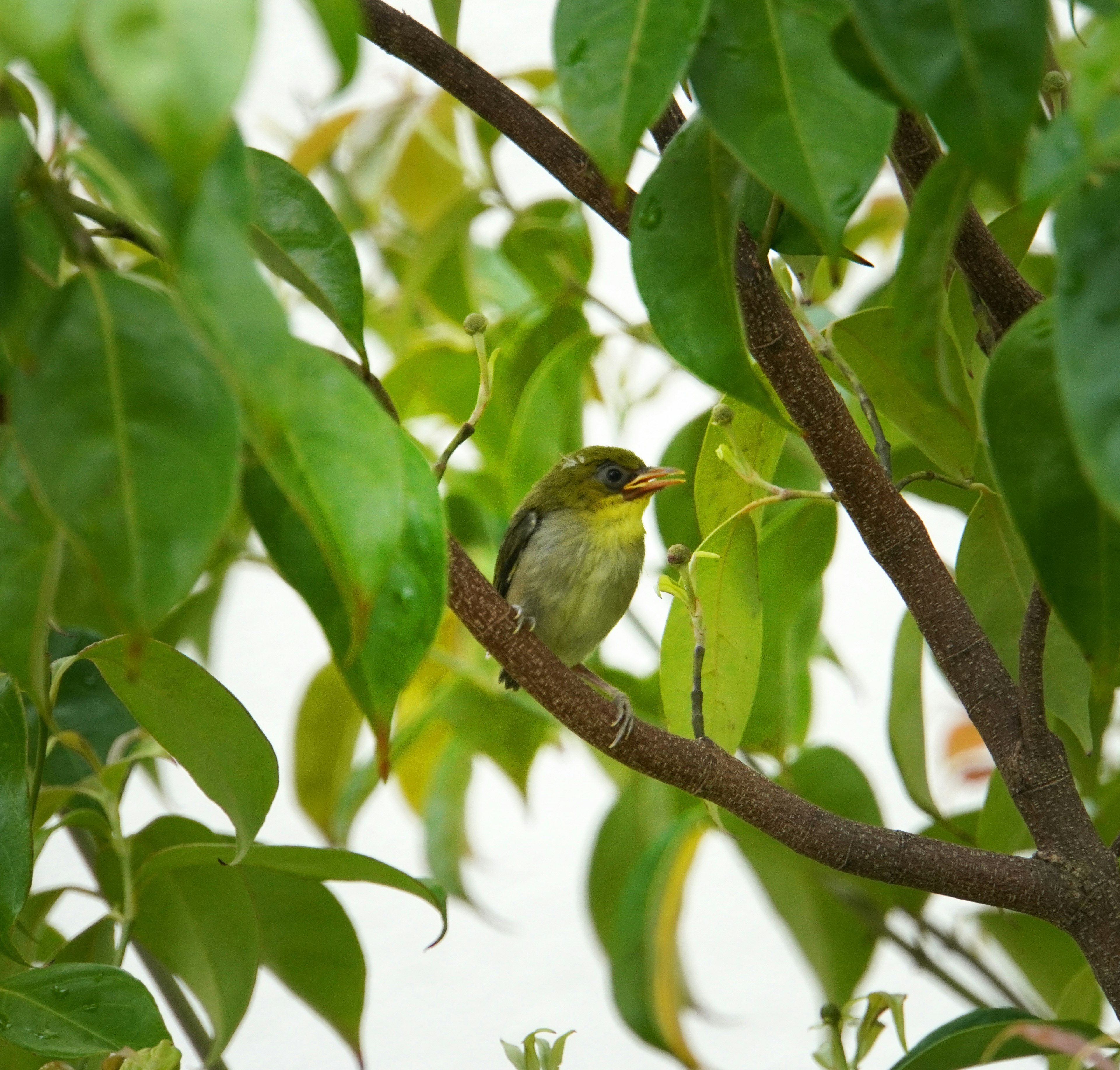 Un piccolo uccello appollaiato su un ramo tra le foglie verdi