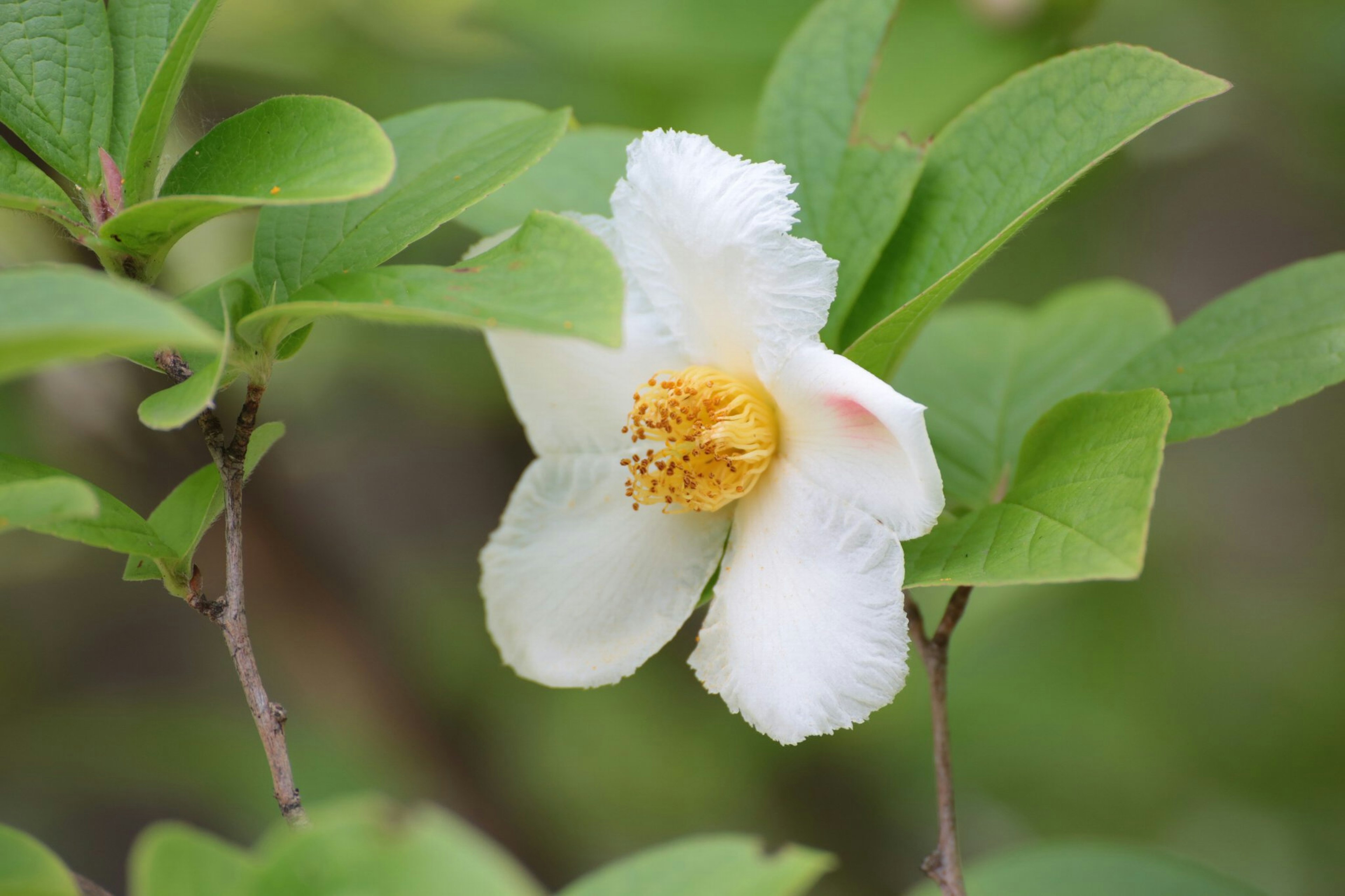 Gros plan d'une fleur blanche avec des étamines jaunes et des feuilles vertes