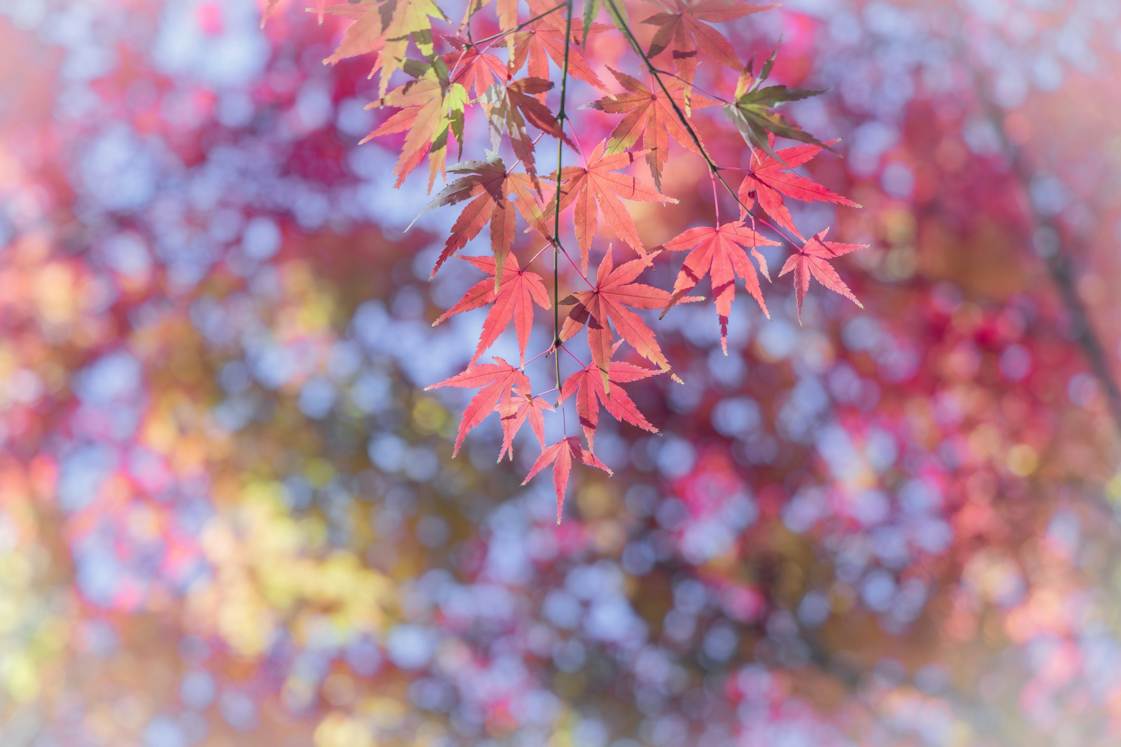 鮮やかな紅葉の葉が背景にぼかしを伴って浮かび上がる風景