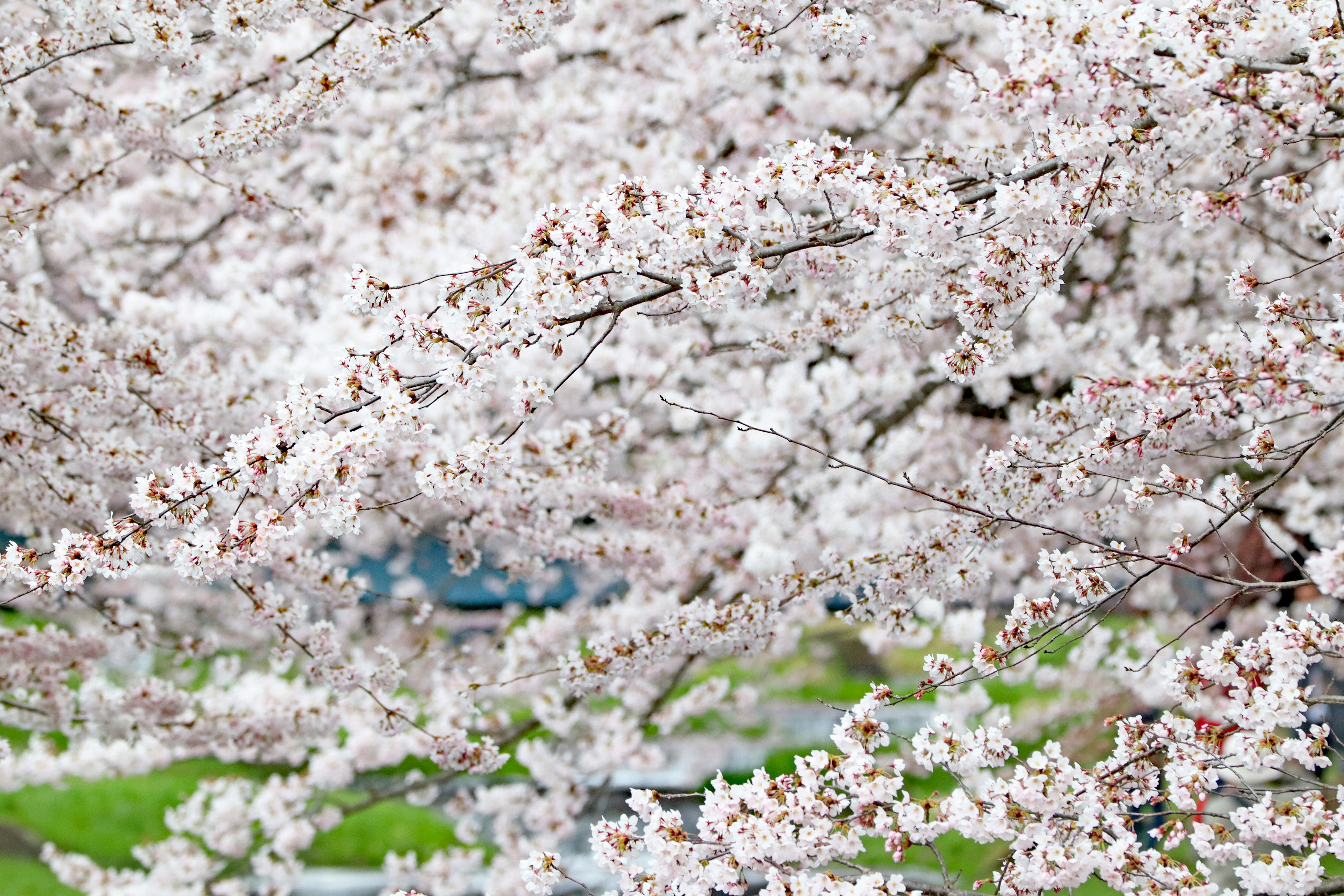 満開の桜の花が咲き誇る風景