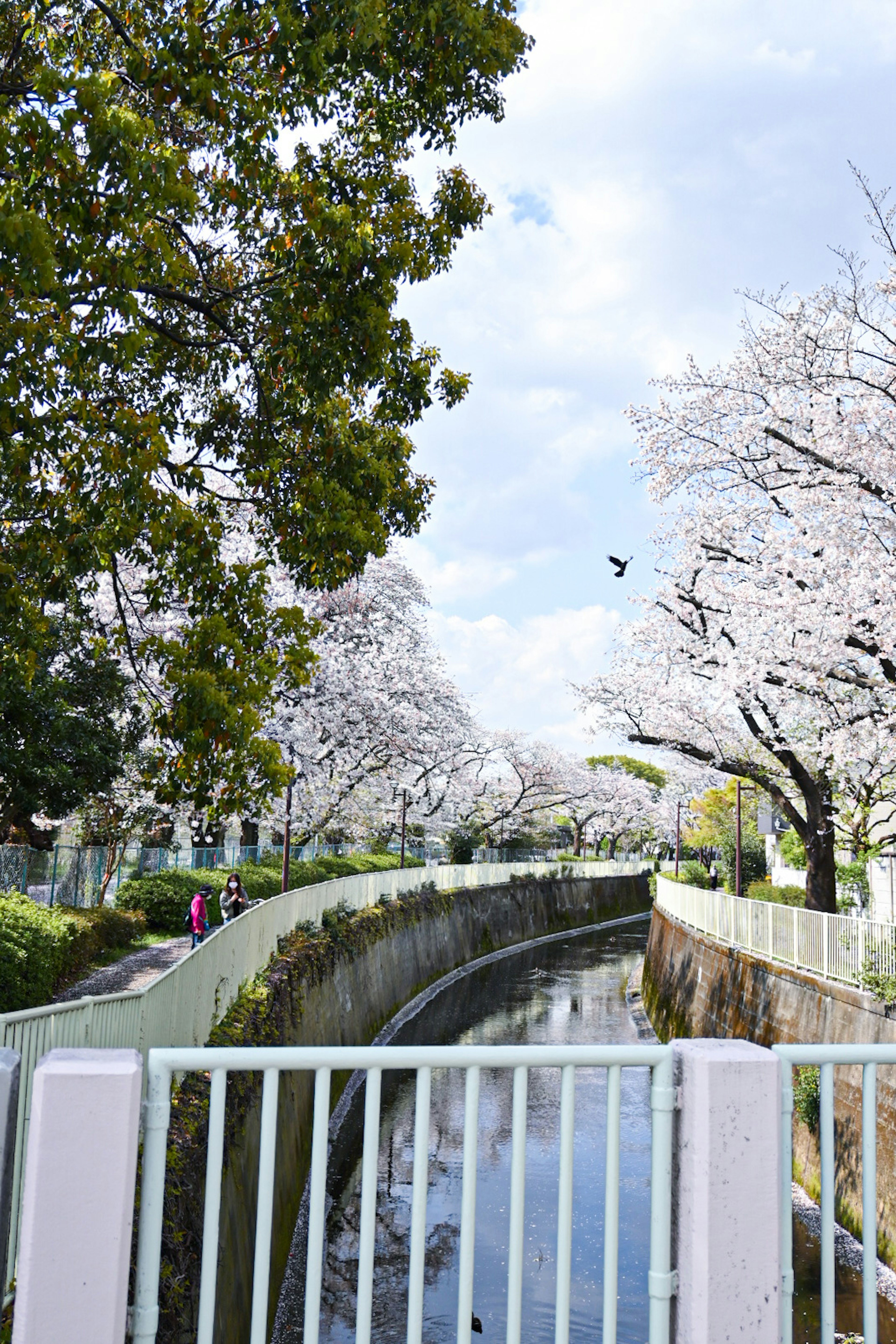 Pemandangan taman dengan pohon sakura dan sungai yang berkelok