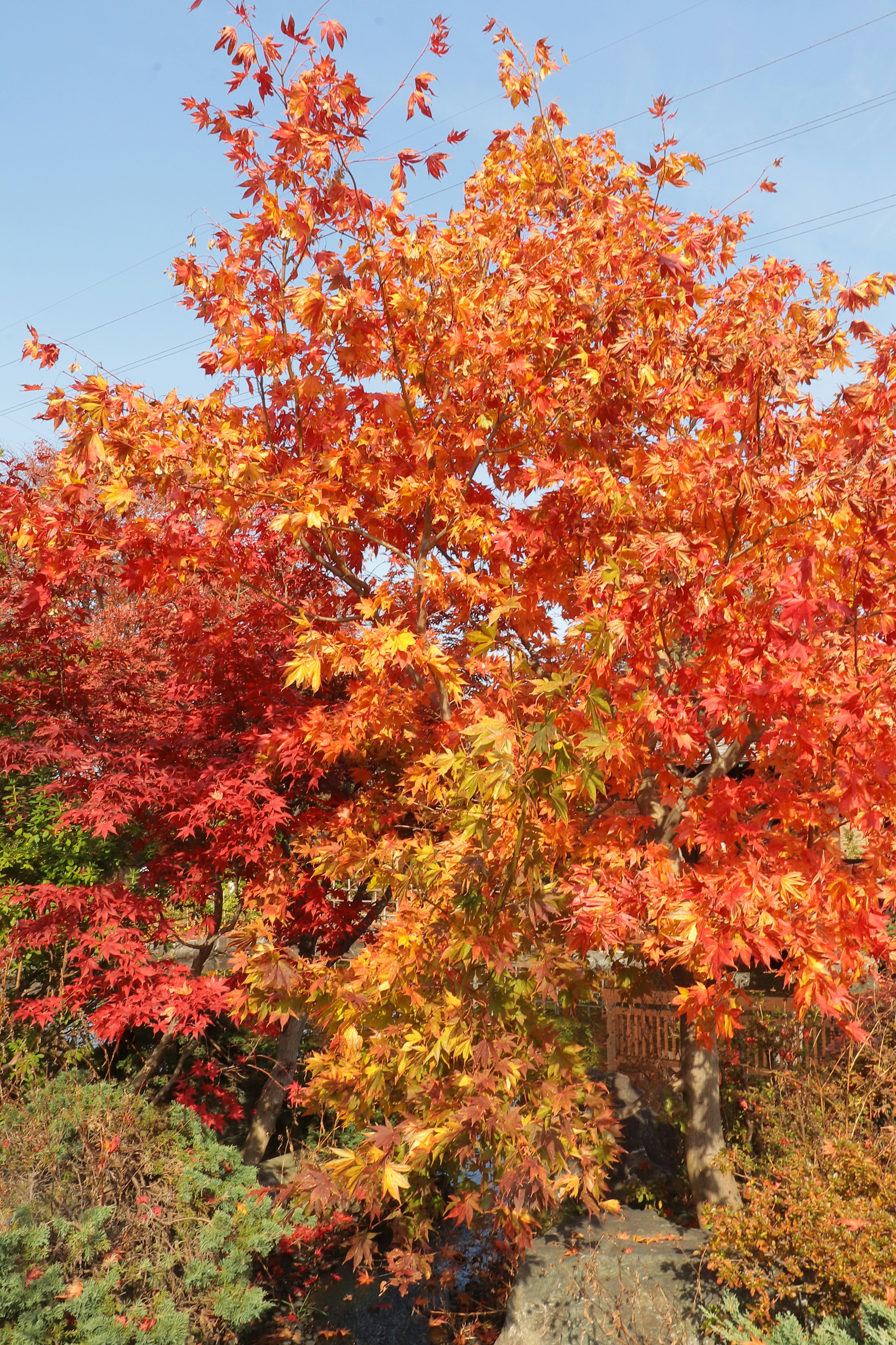 鮮豔的紅色和橙色秋天樹木