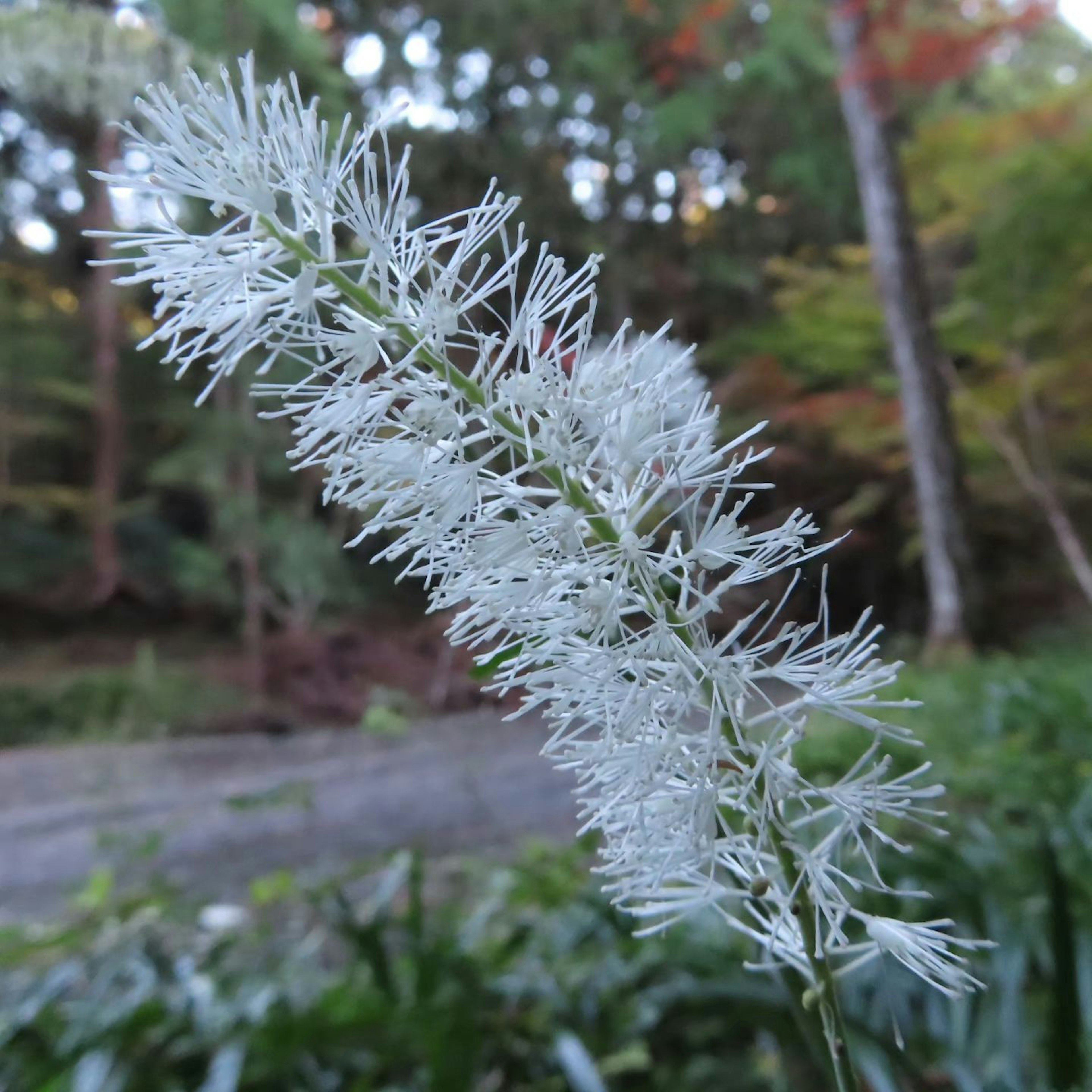 A slender white grass spike stands against a natural background