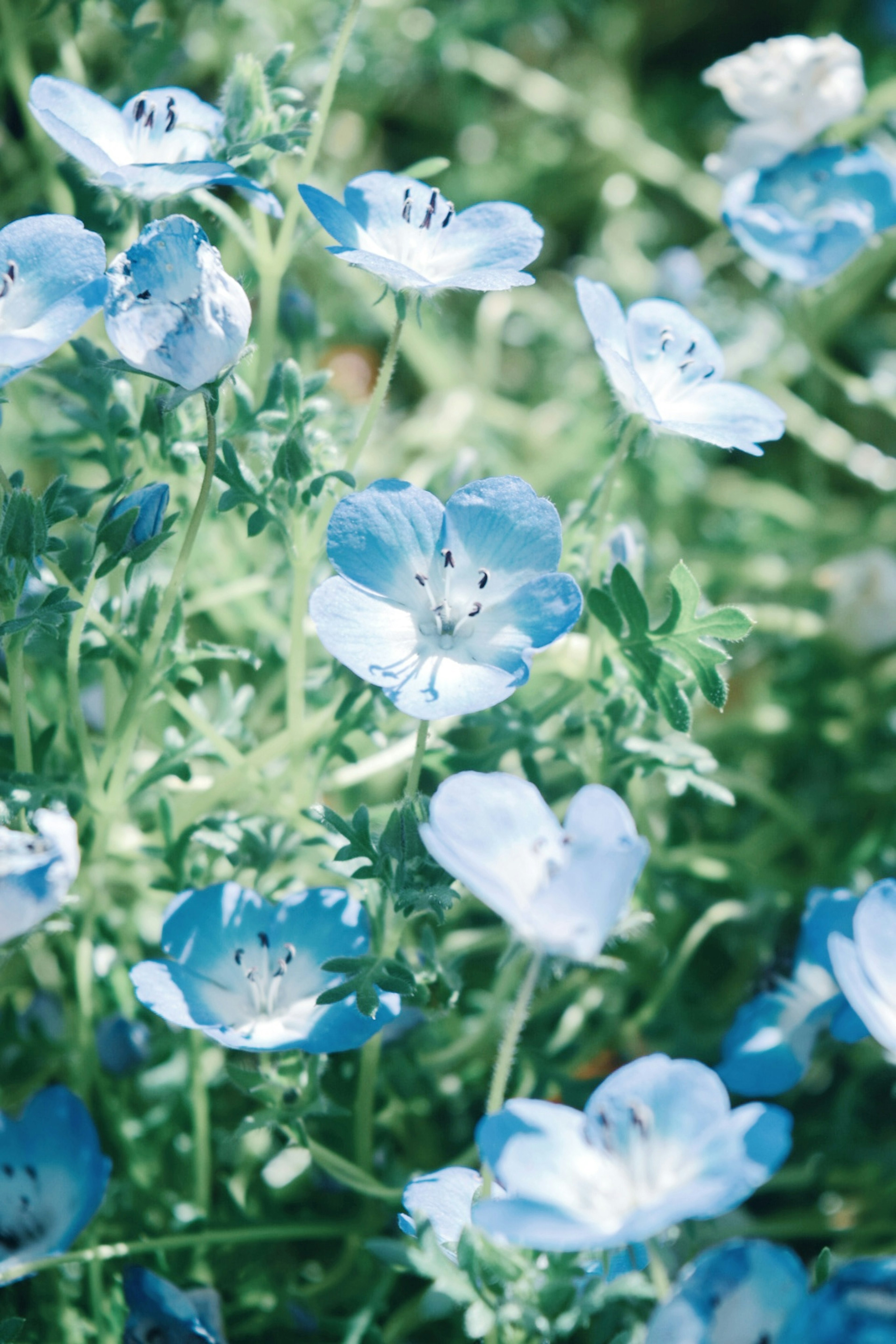 Feld mit blauen Blumen in Blüte