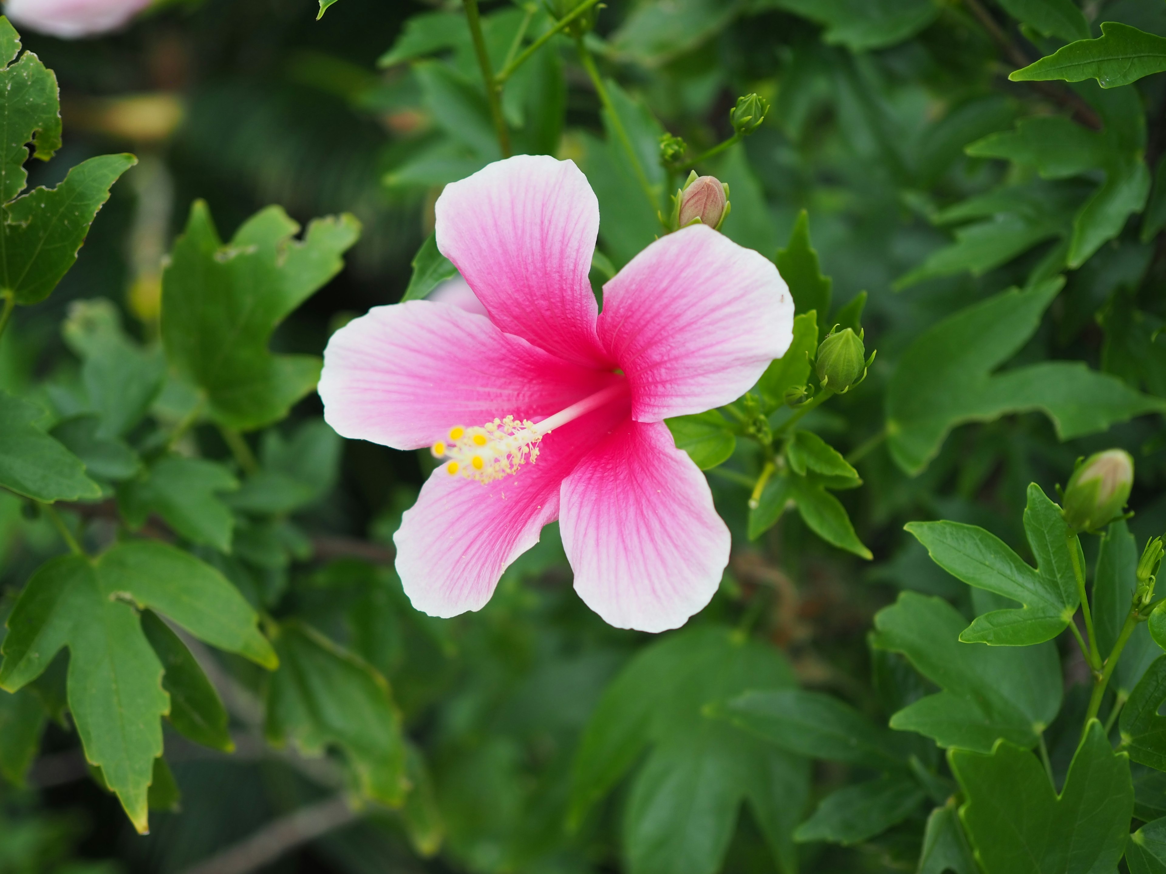 一朵鲜艳的粉色芙蓉花被绿色叶子包围