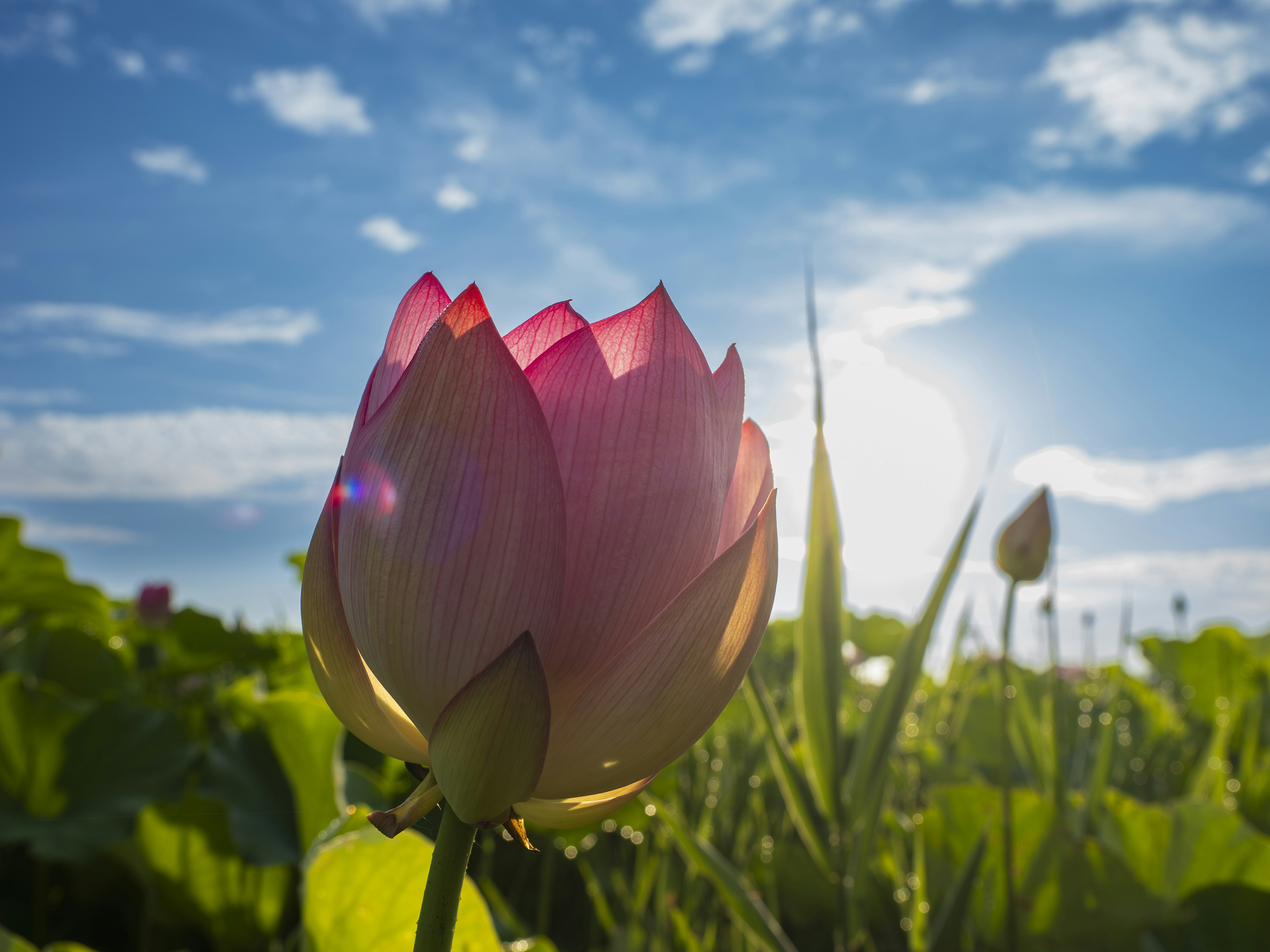 美しい蓮の花が青空の下で咲いている