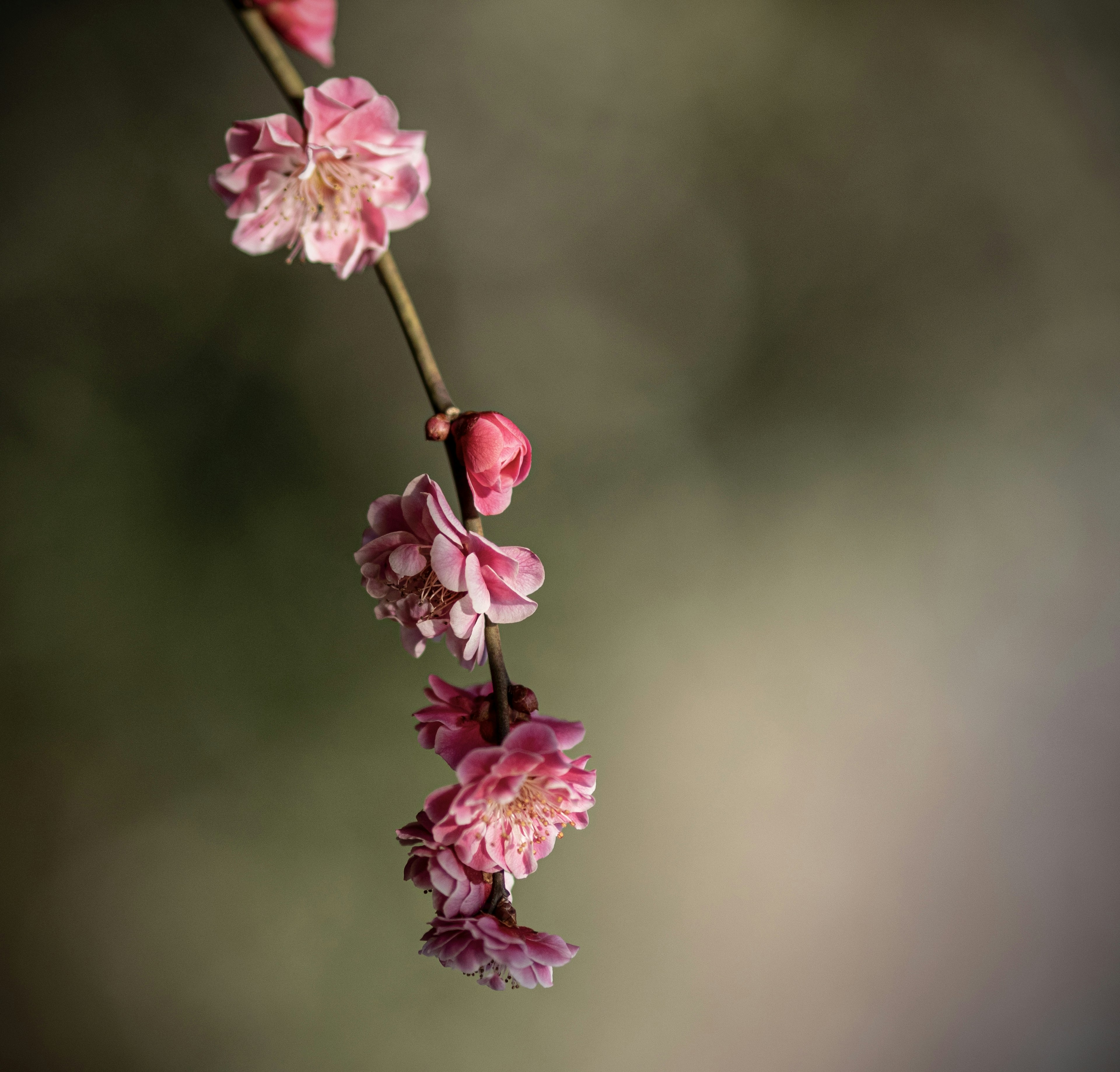 Une branche de fleurs de pêcher suspendue avec un arrière-plan flou