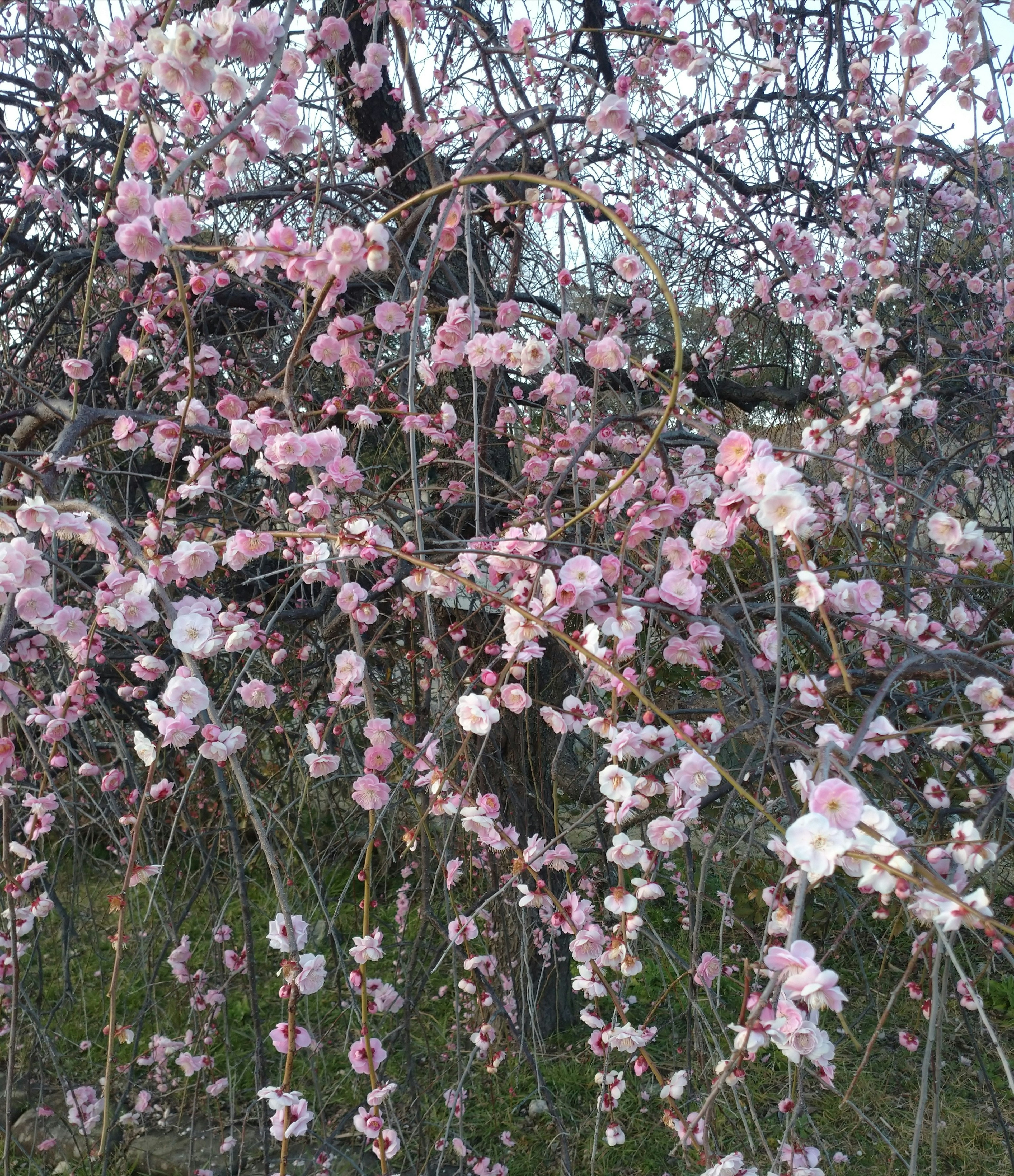 桜の花が咲いている枝が垂れ下がっている様子