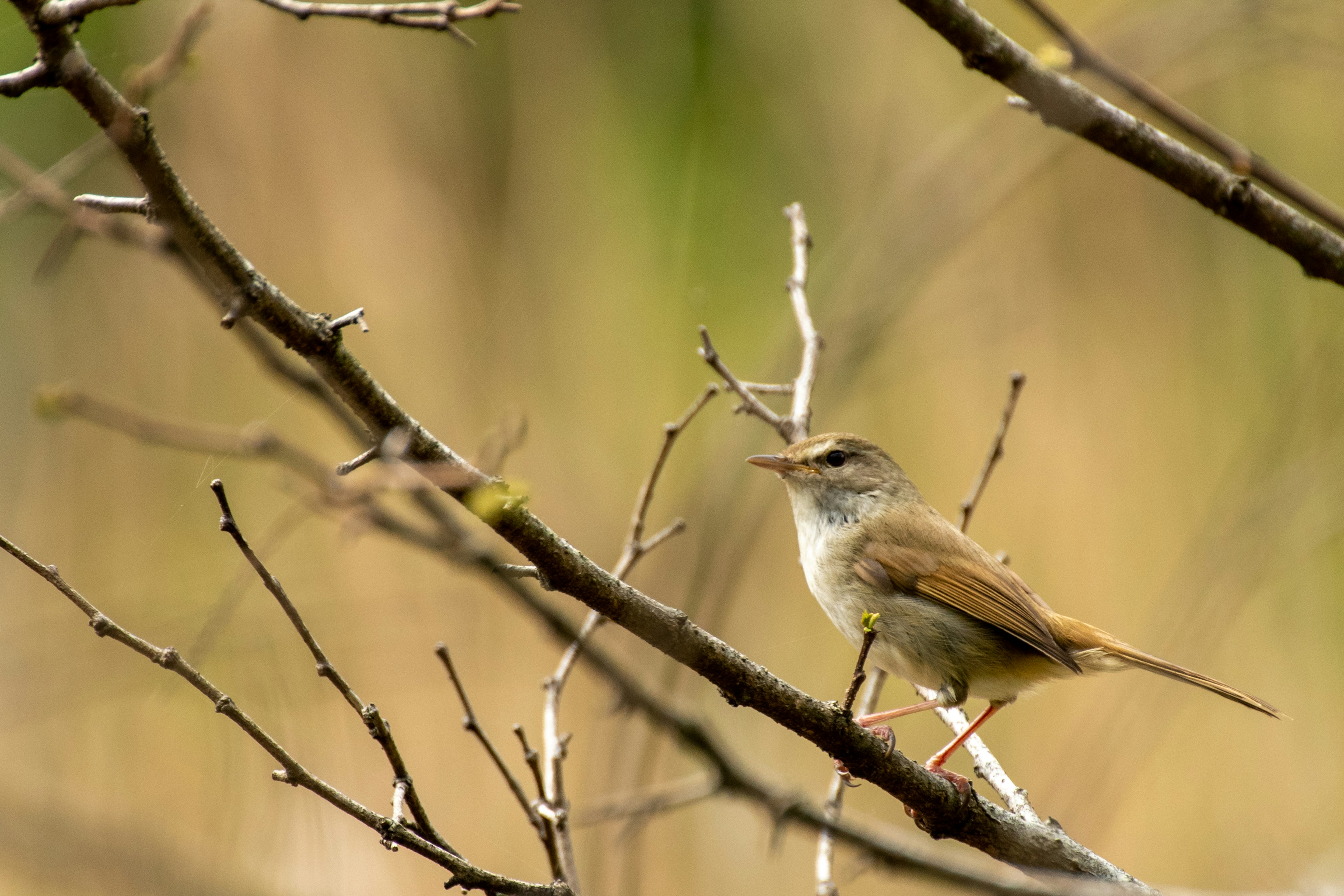 Ein Vogel, der auf einem Ast in einer natürlichen Umgebung sitzt