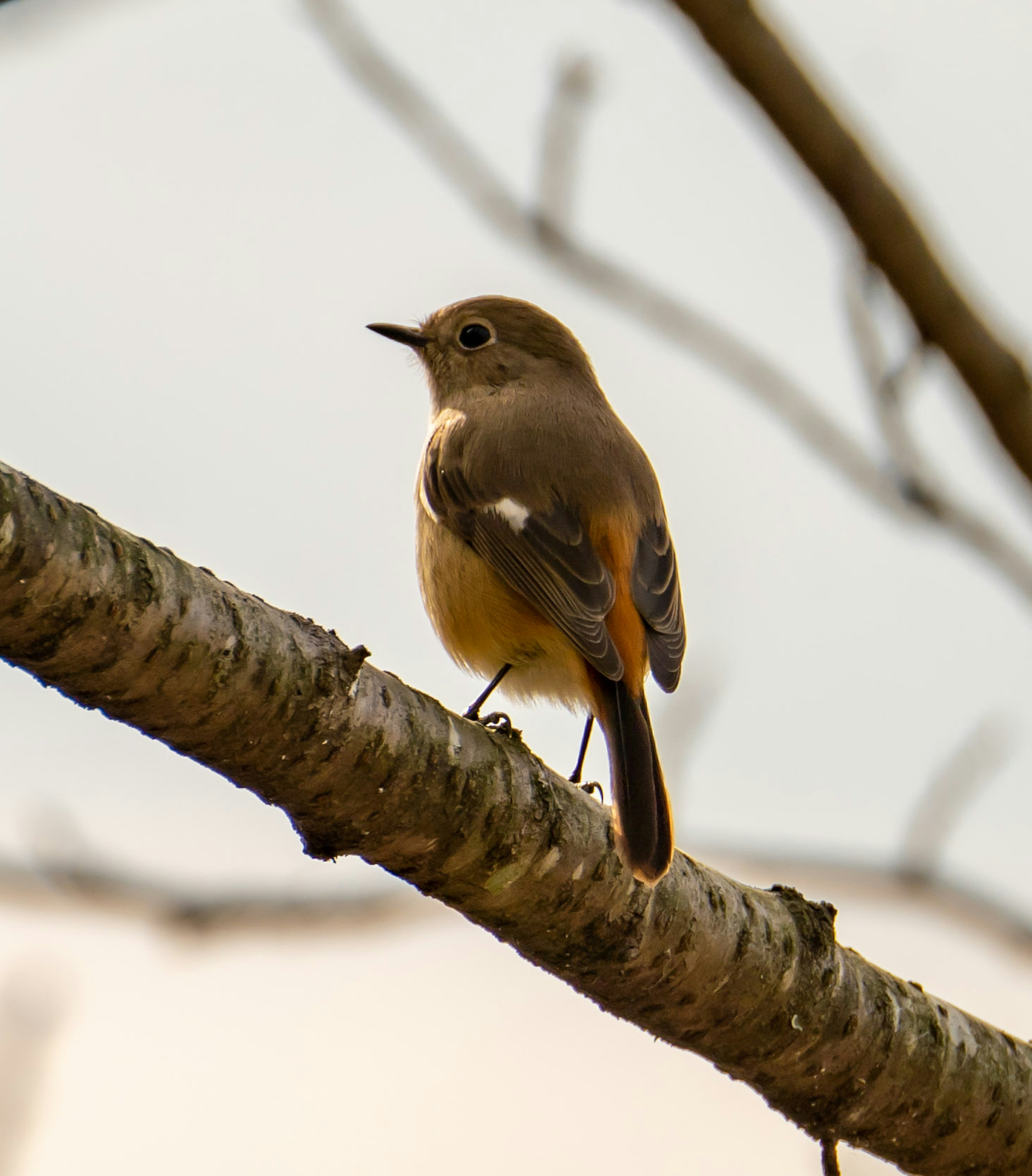 小枝に止まる小さな鳥の後ろ姿