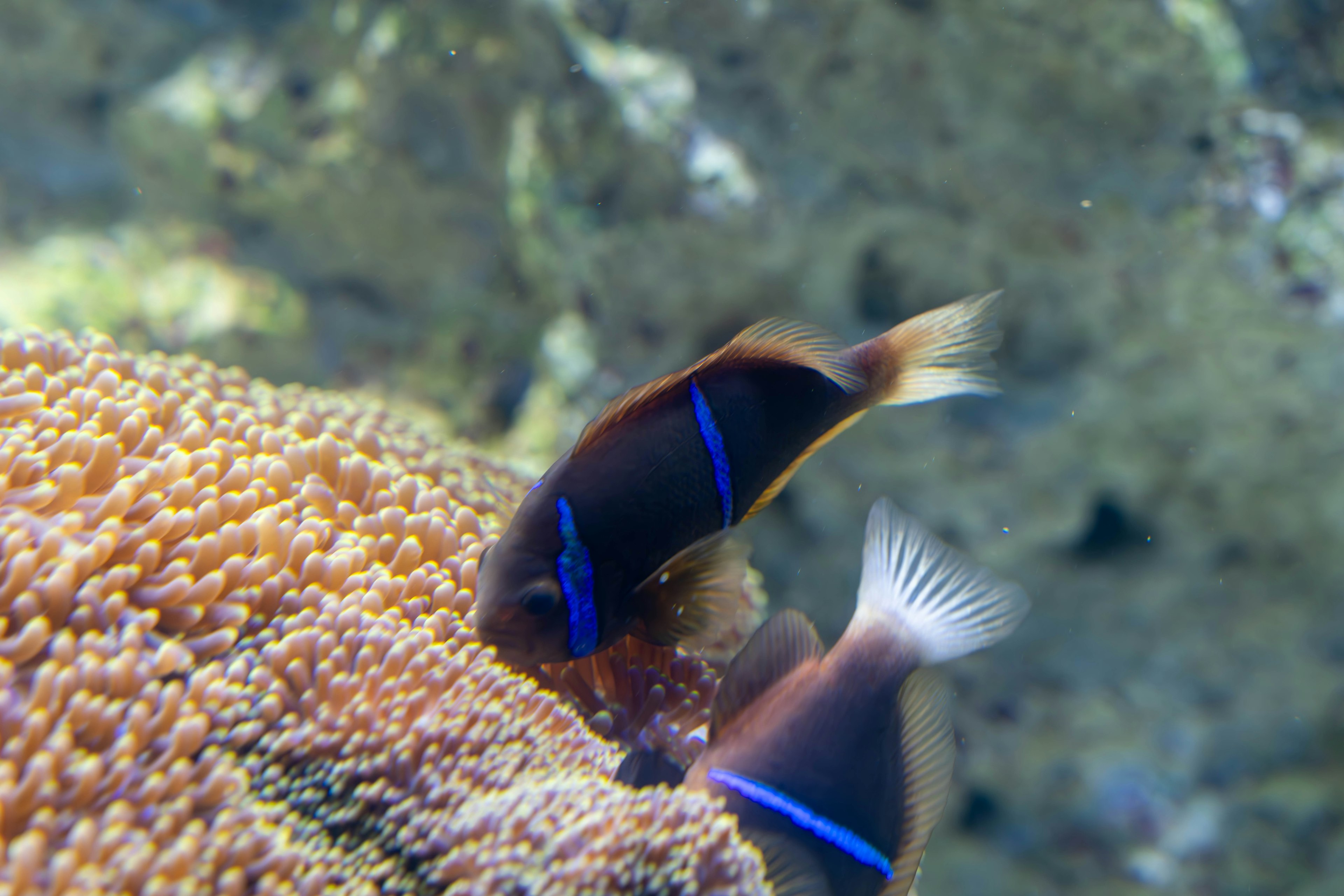 Deux poissons avec des rayures bleues nageant sur du corail