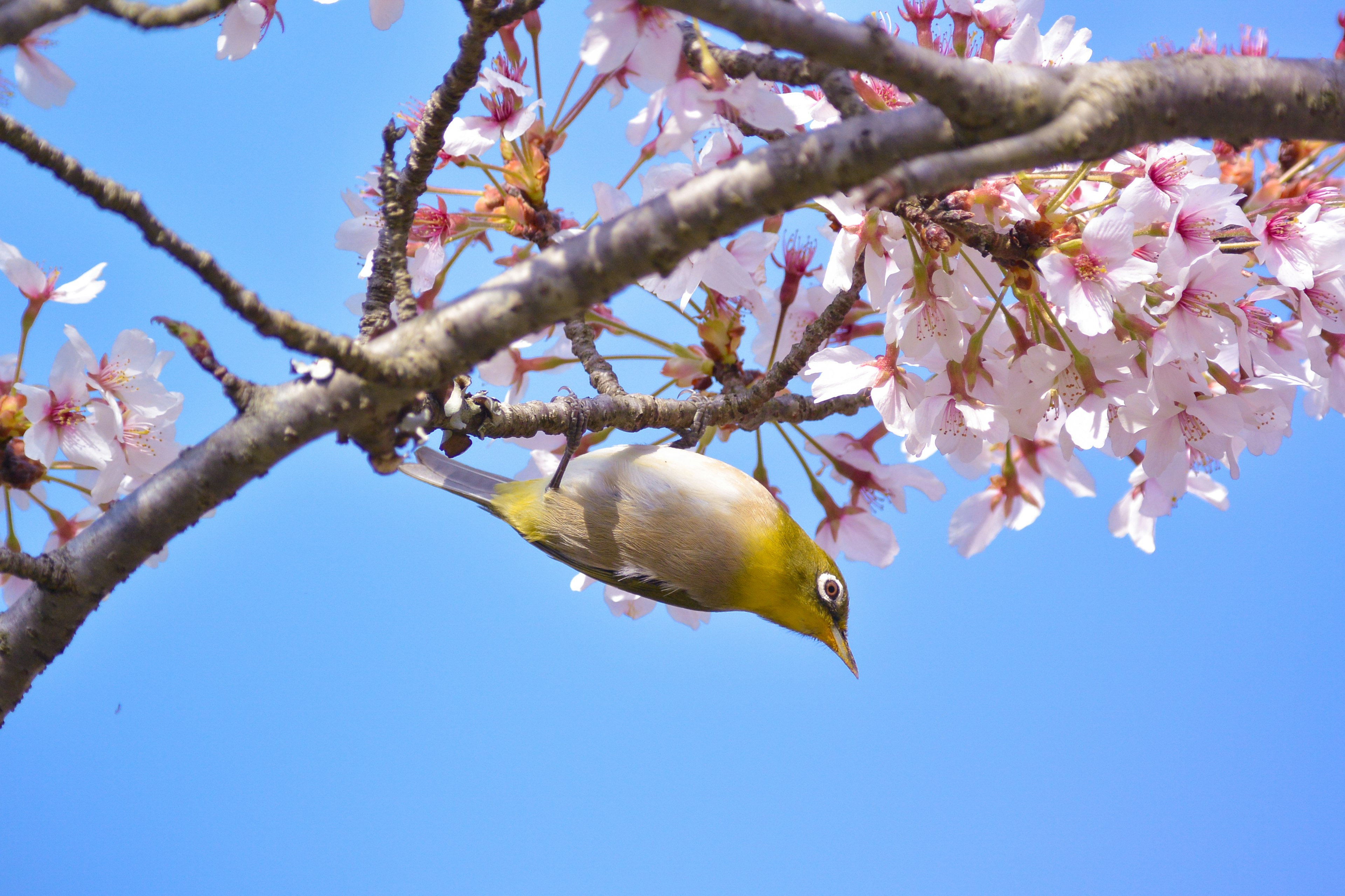 A small bird hanging on a cherry blossom branch