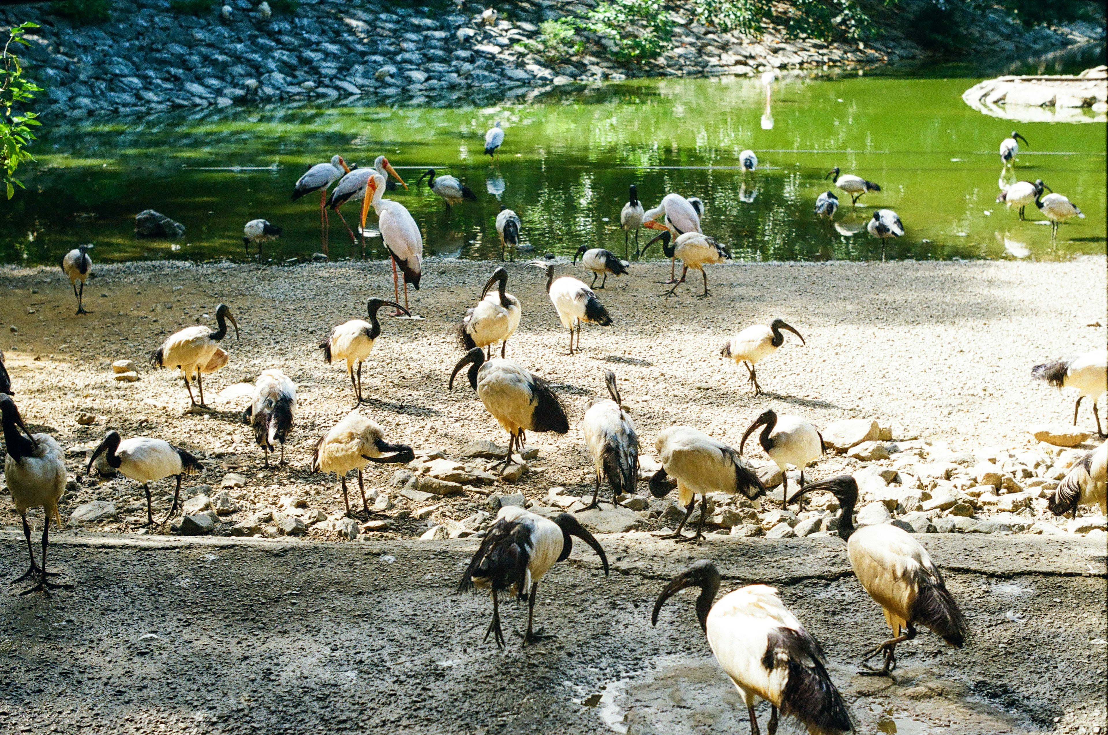 Un gran grupo de aves reunidas alrededor de un estanque