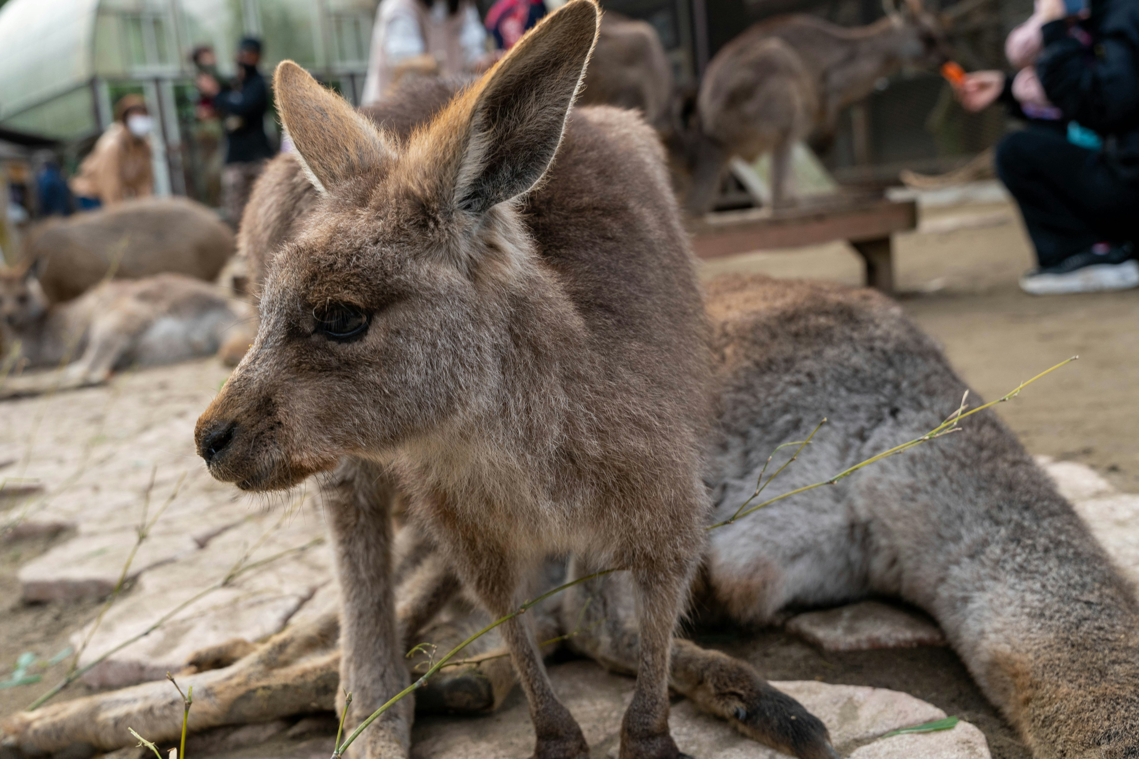 A kangaroo sitting with people in the background