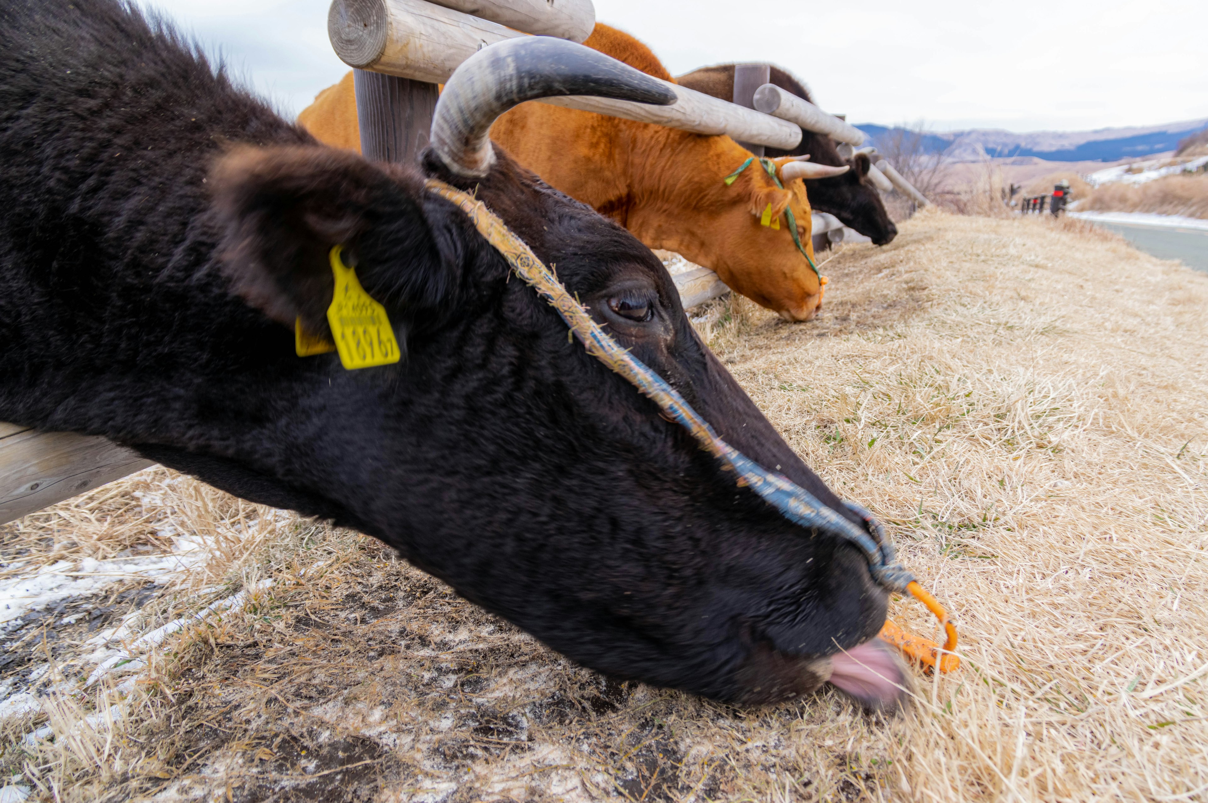 Mucche che mangiano fieno con una mucca nera e una mucca arancione visibili